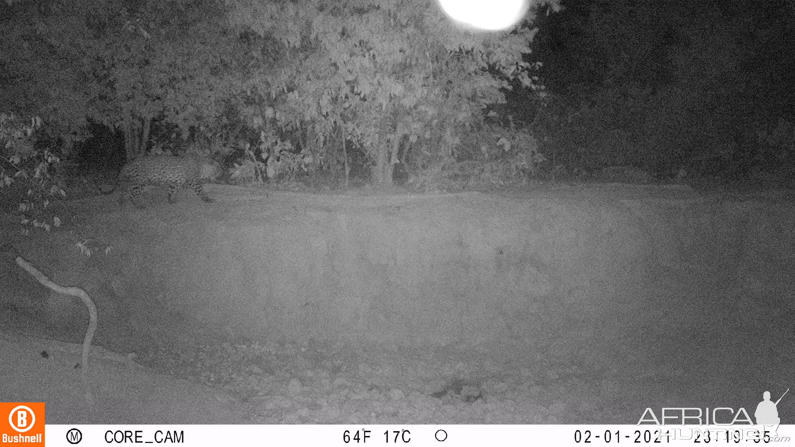 Black Leopard Trail Camera Central African Republic