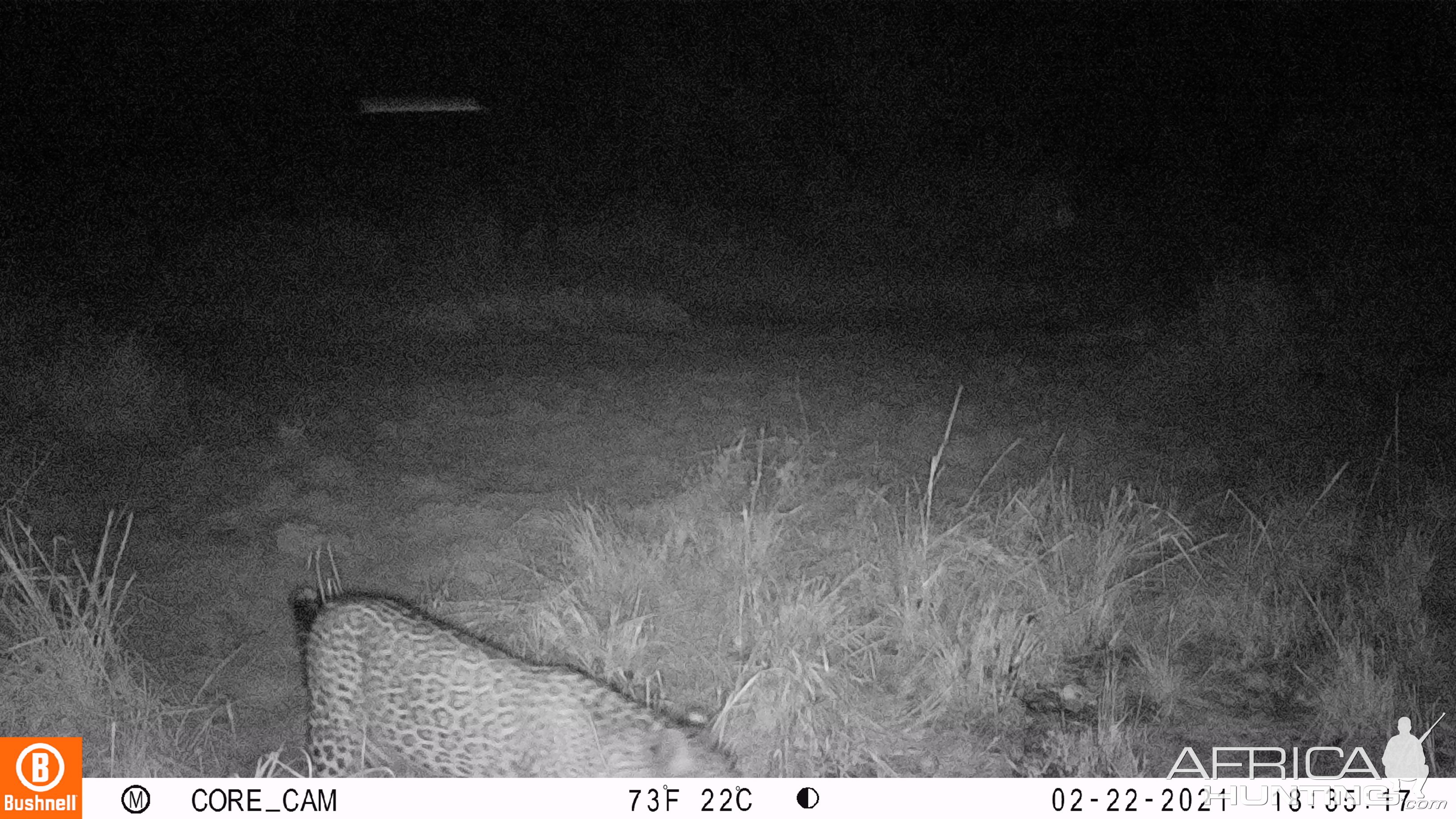 Black Leopard Trail Camera Central African Republic