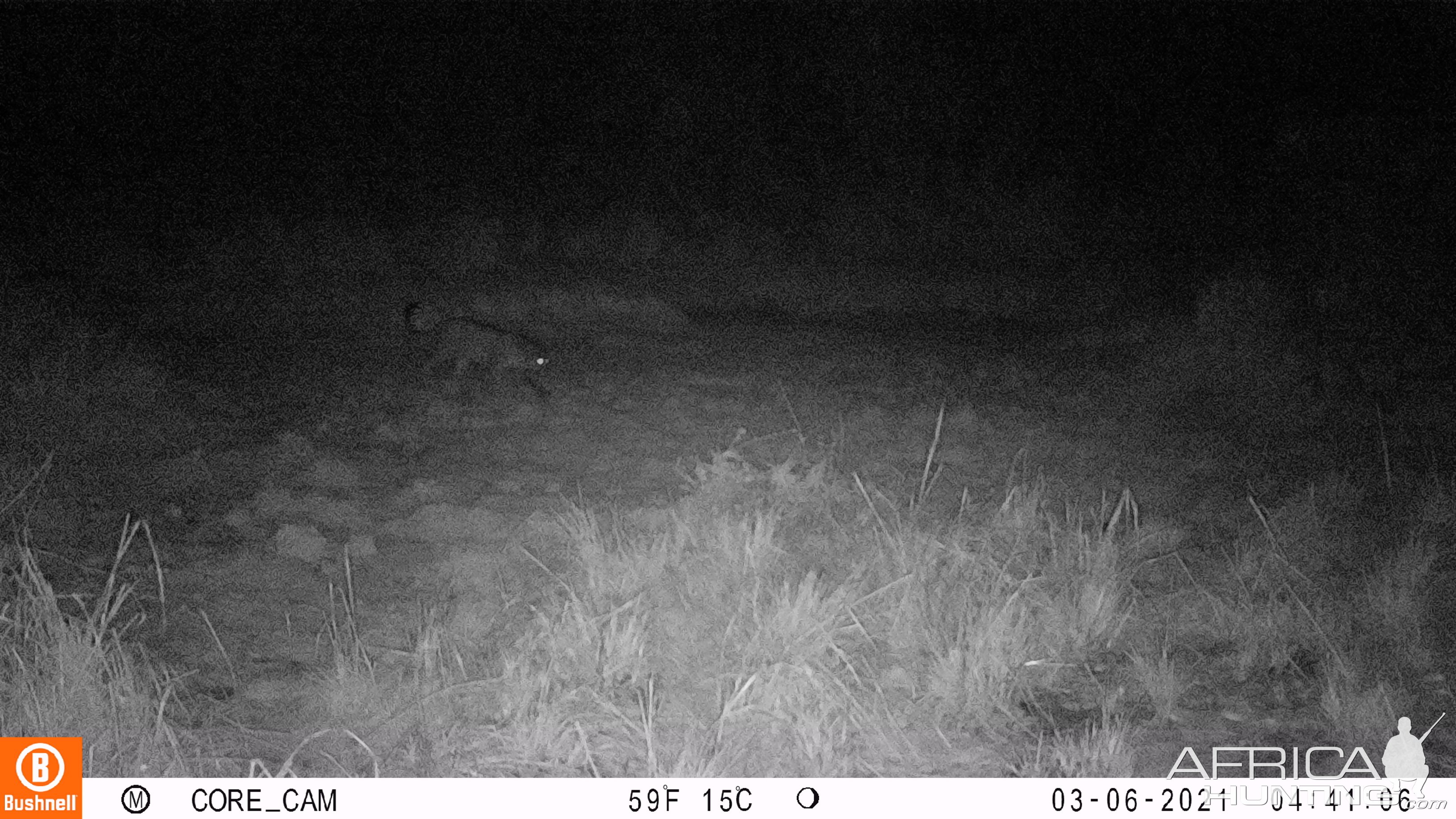 Black Leopard Trail Camera Central African Republic