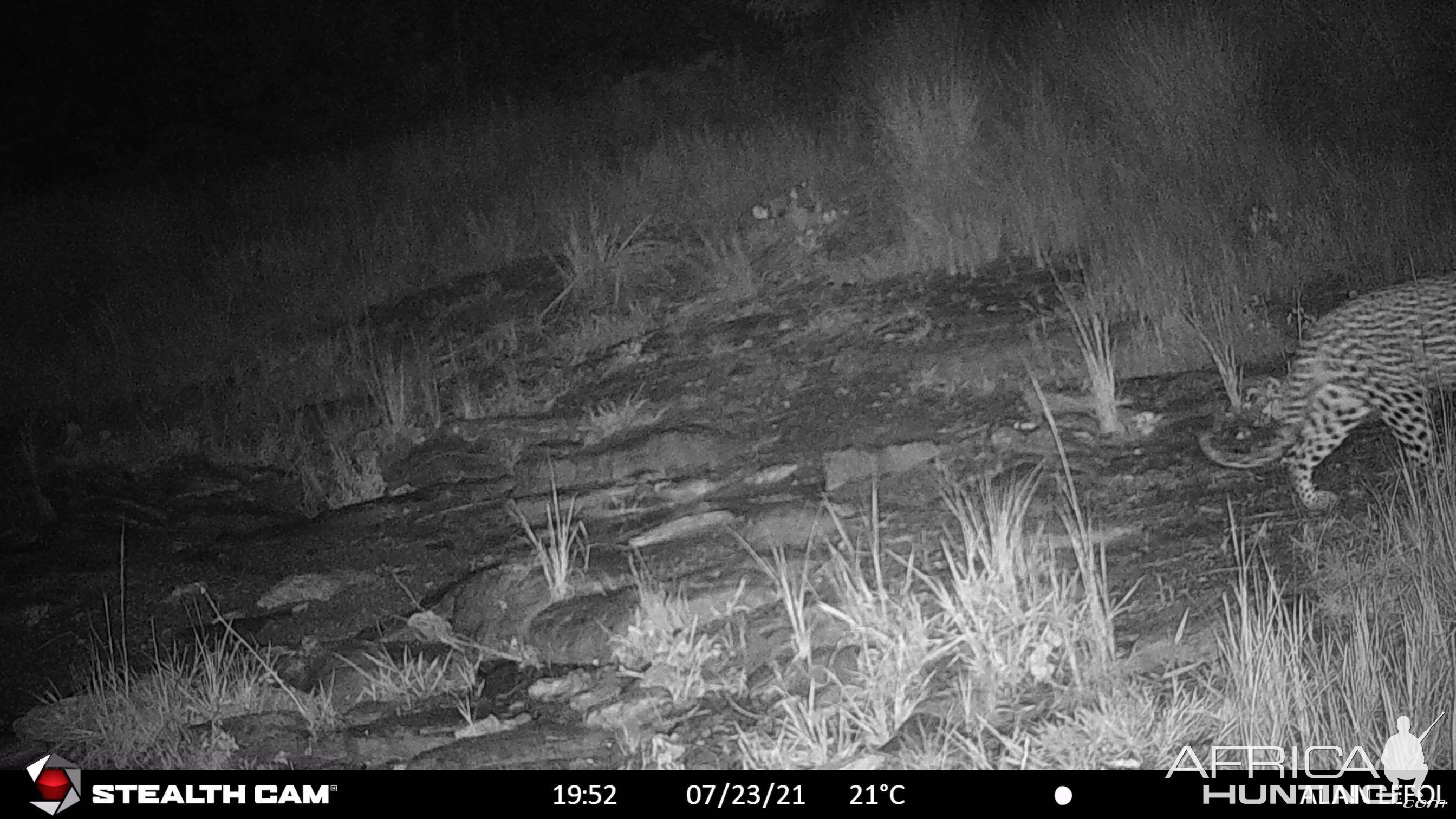 Black Leopard Trail Camera Central African Republic