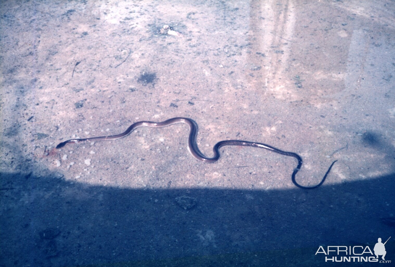 Black Mamba Namibia