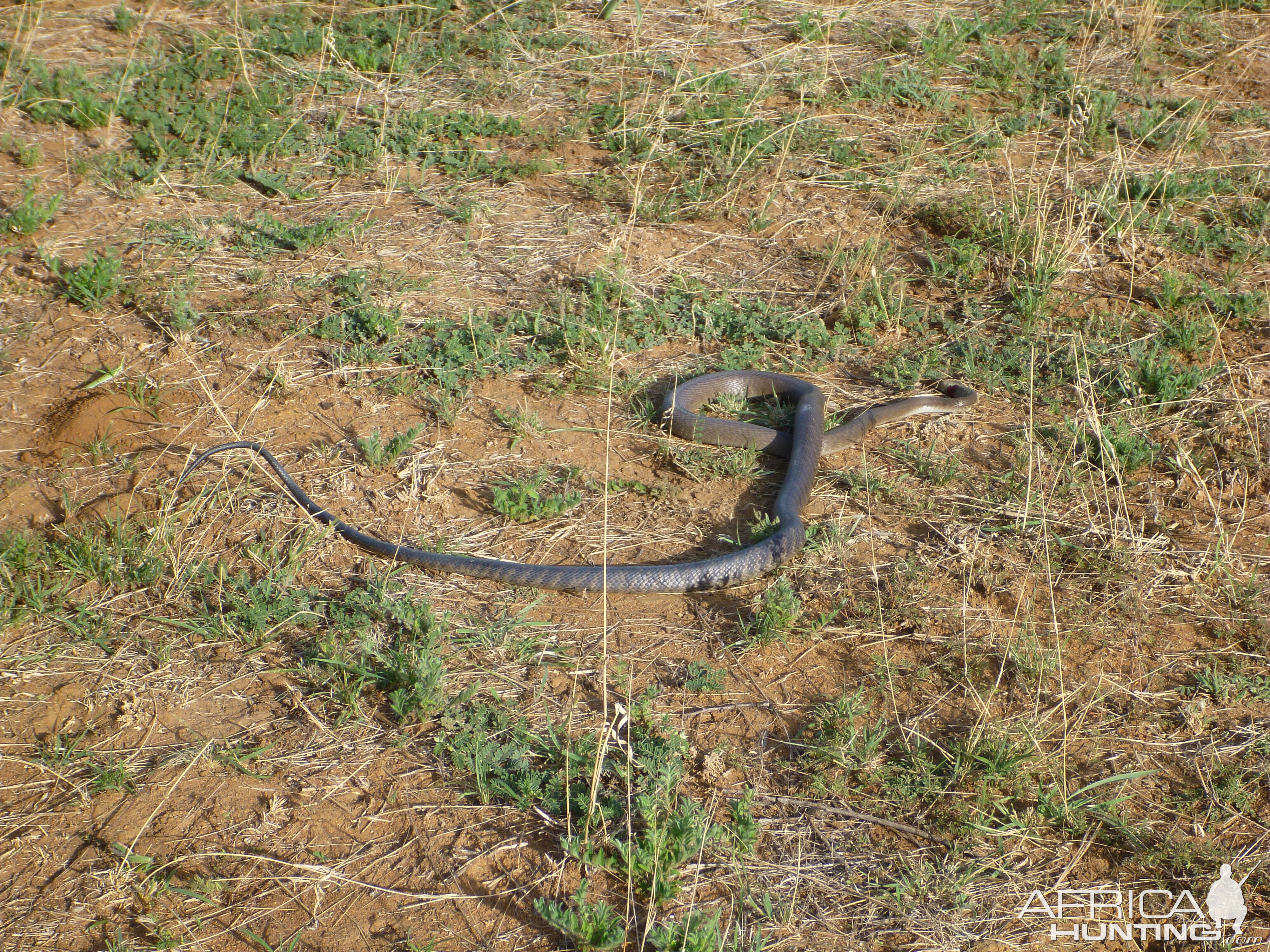 Black Mamba Namibia