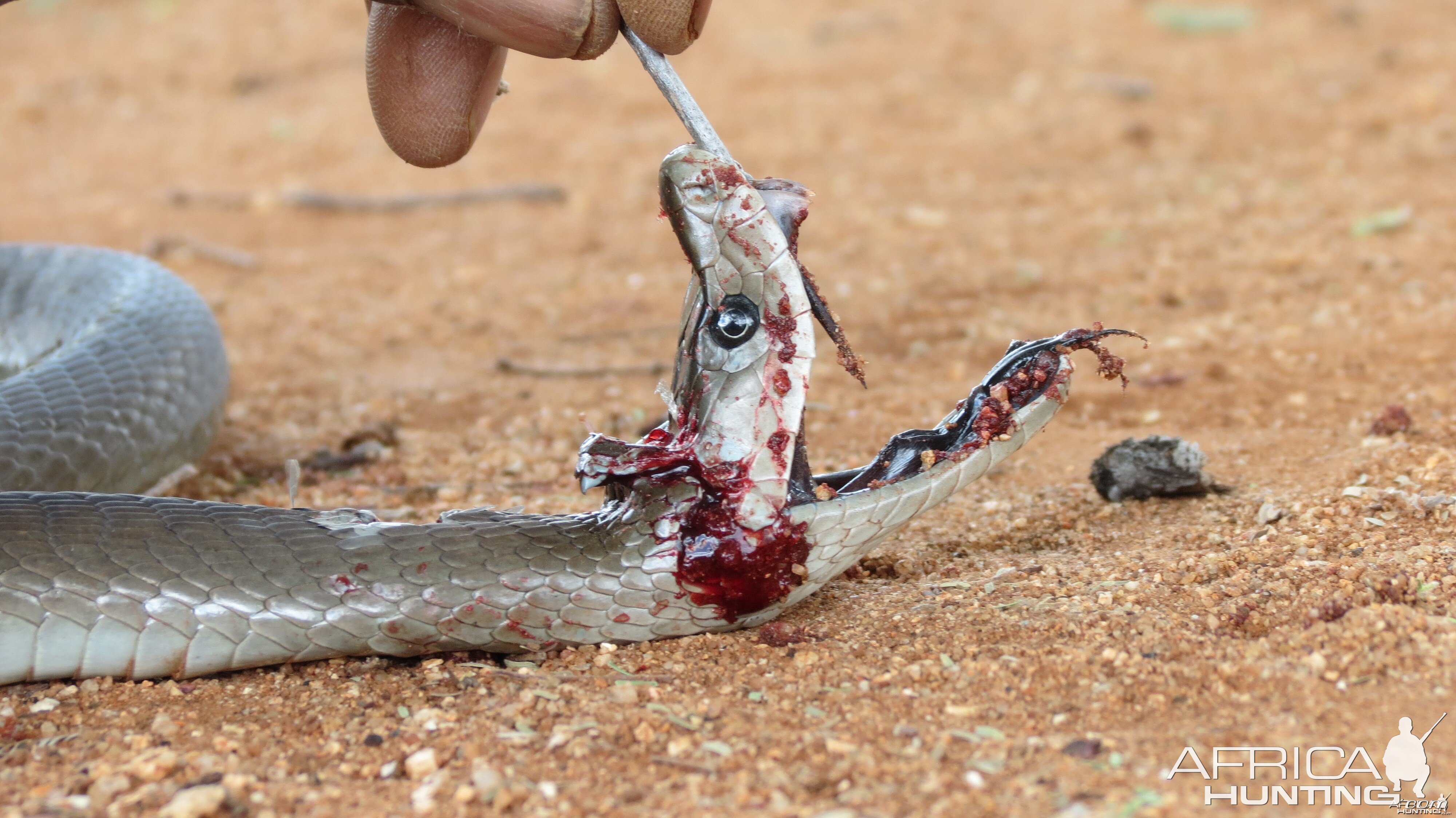 Black Mamba Namibia