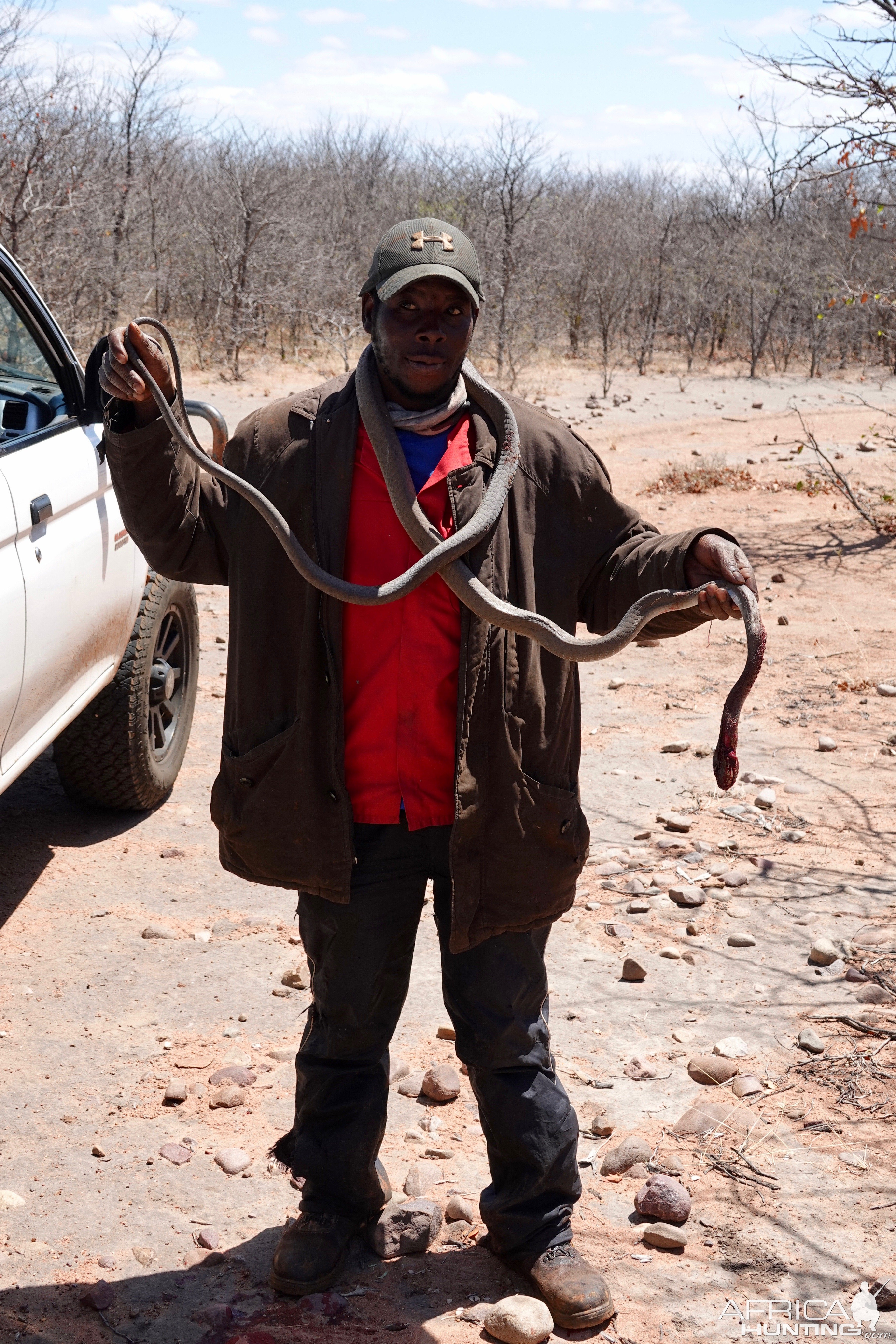 Black Mamba Snake Limpopo South Africa