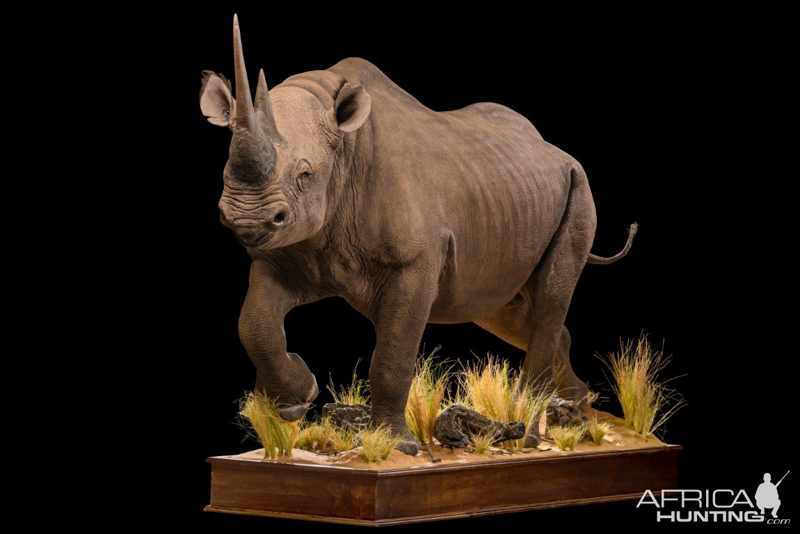 Black Rhino Full Mount Taxidermy