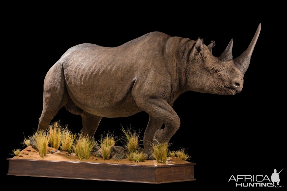 Black Rhino Full Mount Taxidermy