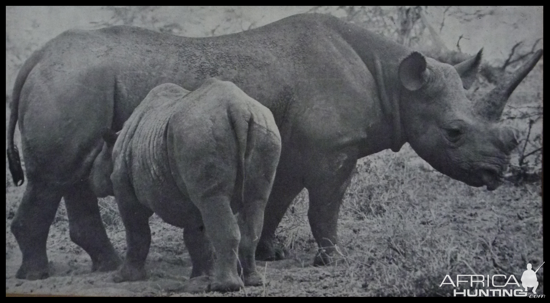 Black Rhino 'Gertie' of Kenya