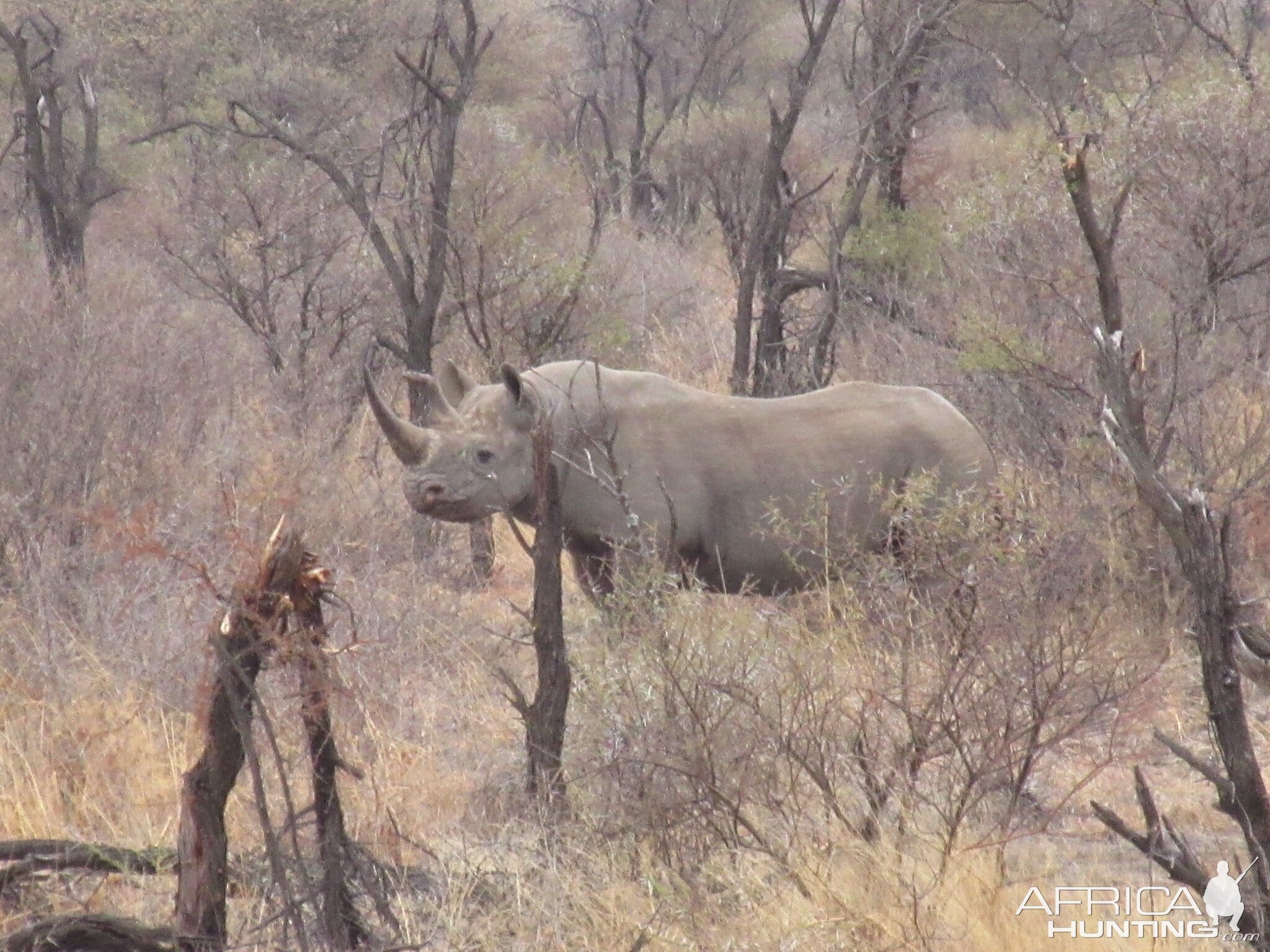 Black Rhino