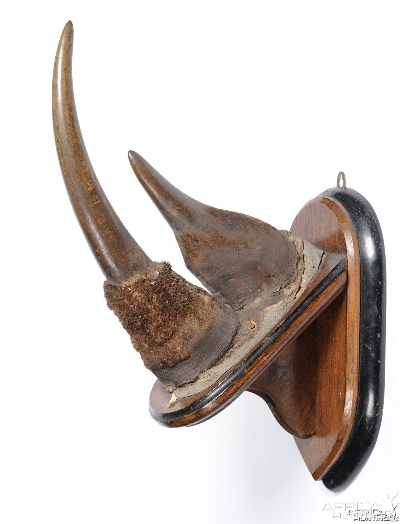 Black Rhinoceros Horns