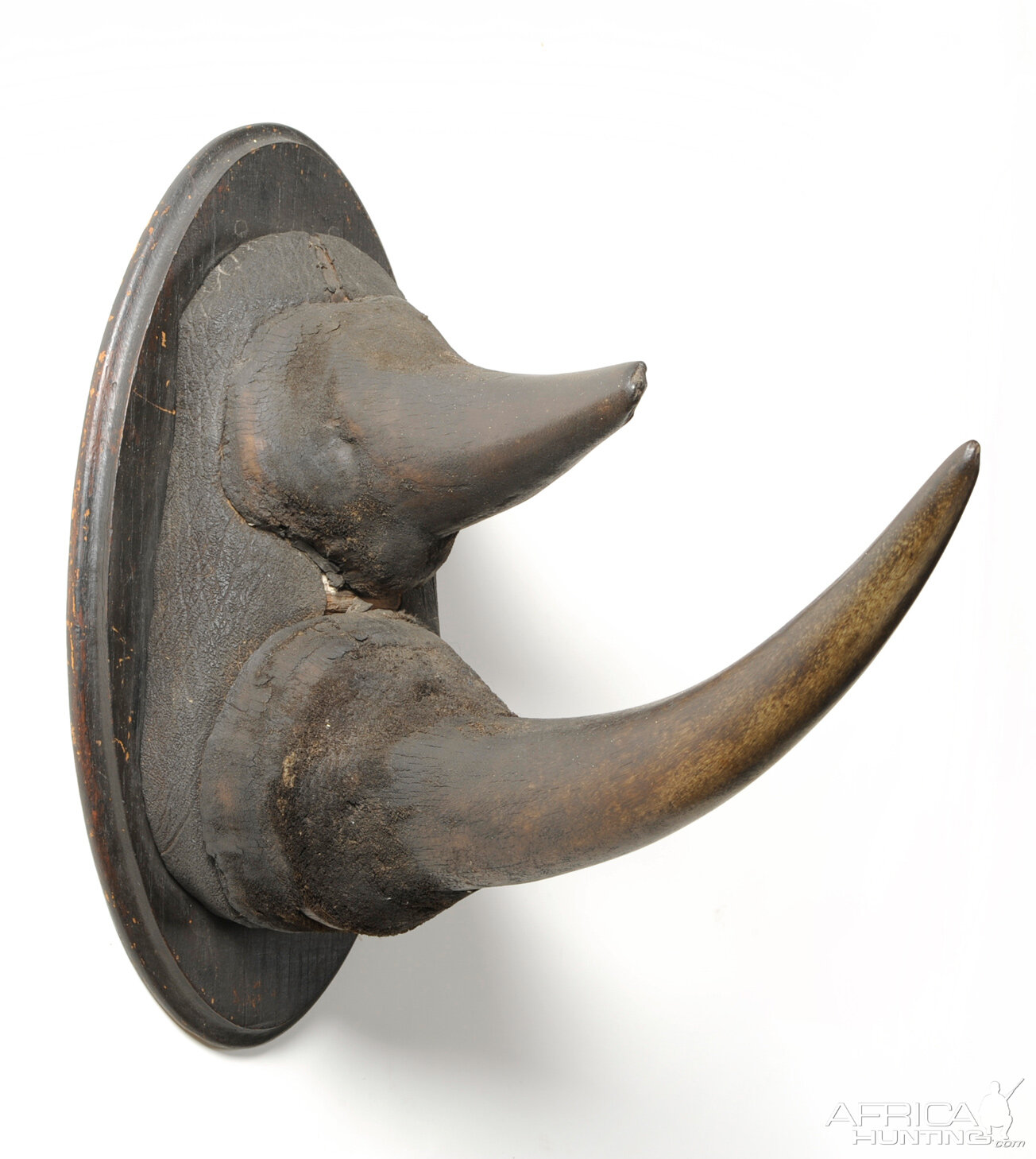 Black Rhinoceros Horns