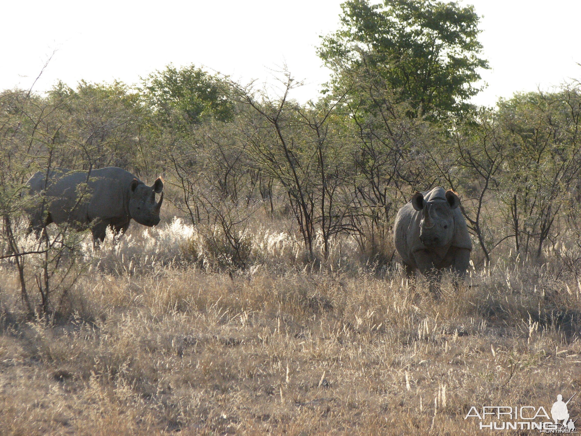 Black Rhinos at Etosha National Park, Namibia