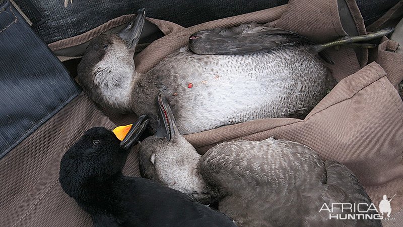 Black Scoter Hunt