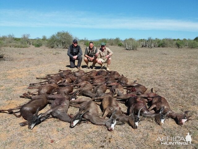 Black Springbok South Africa Cull Hunt