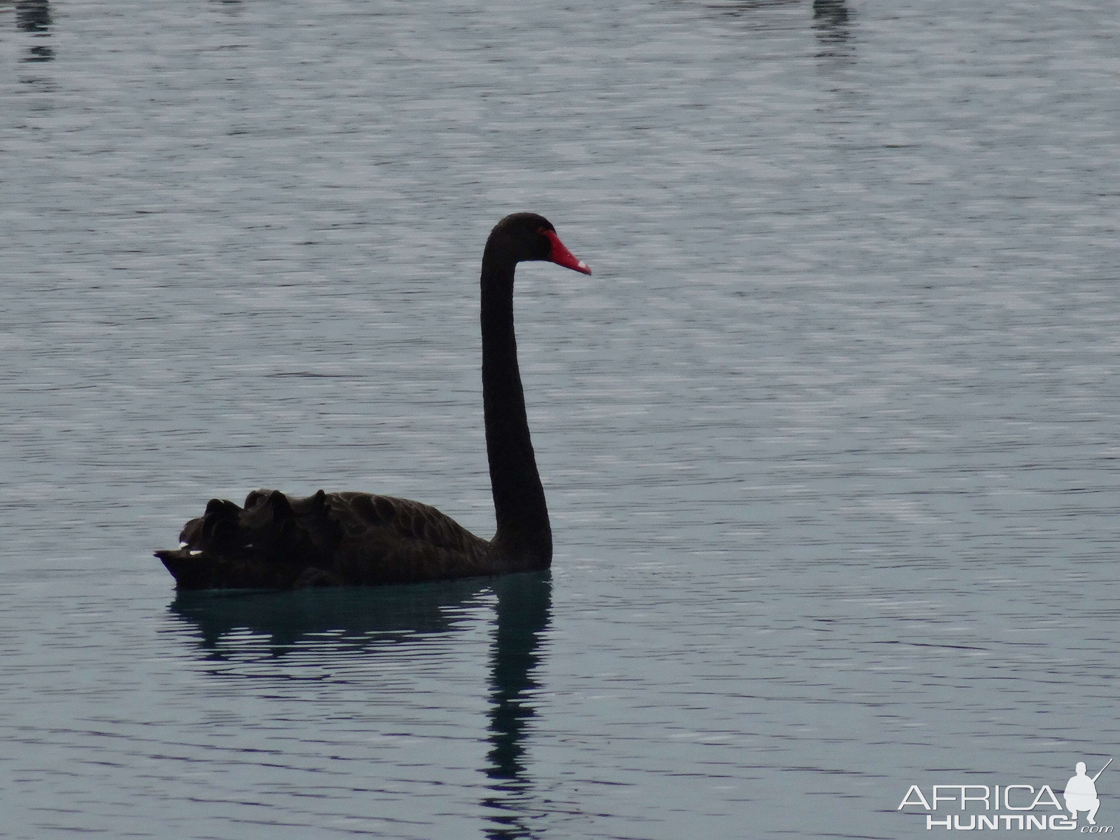 Black Swan New Zealand