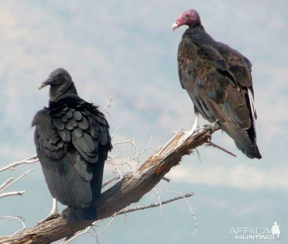 Black Vulture & Turkey Vulture