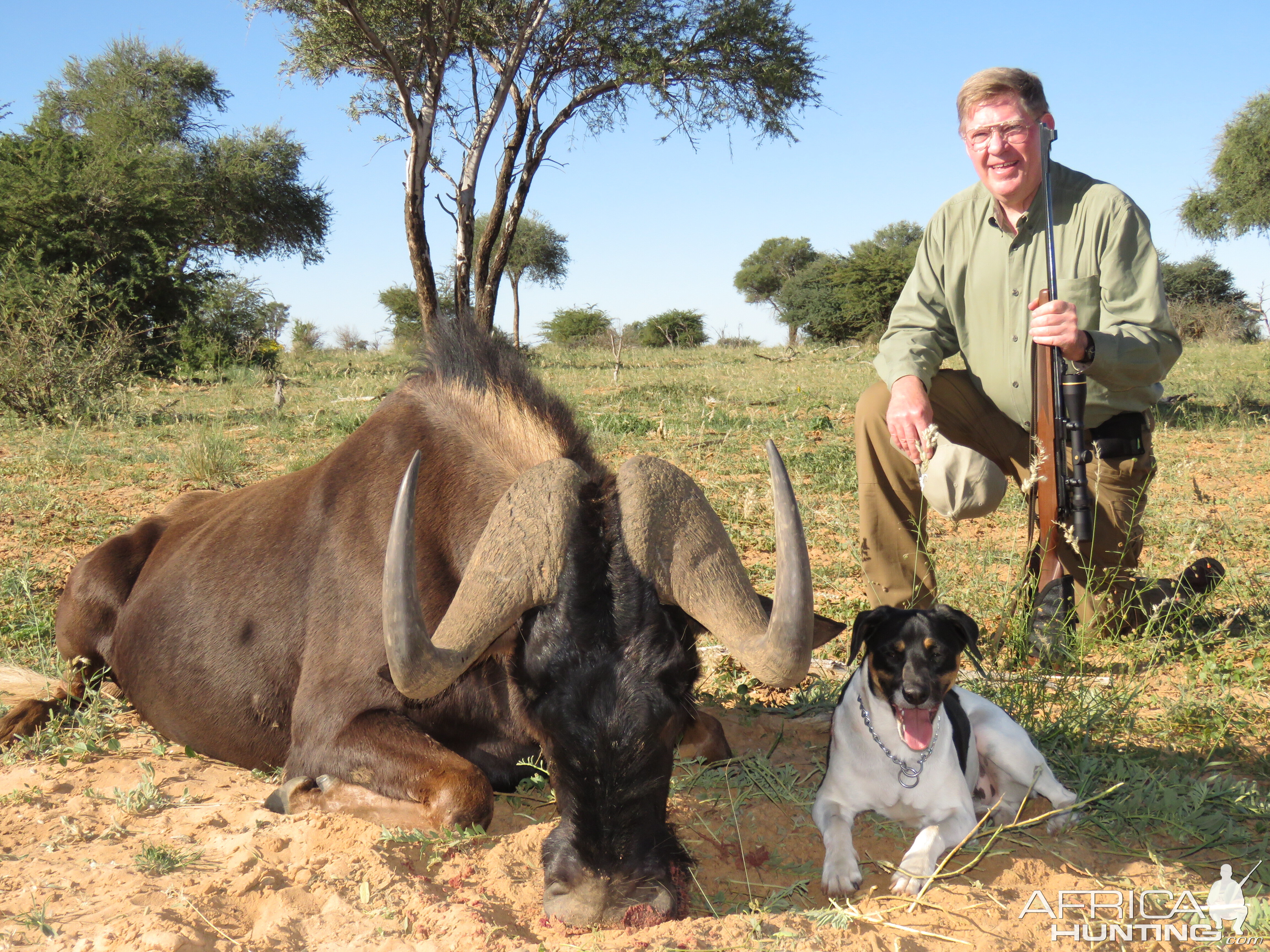 Black Wildebeest and my Fox terrier named Trigger