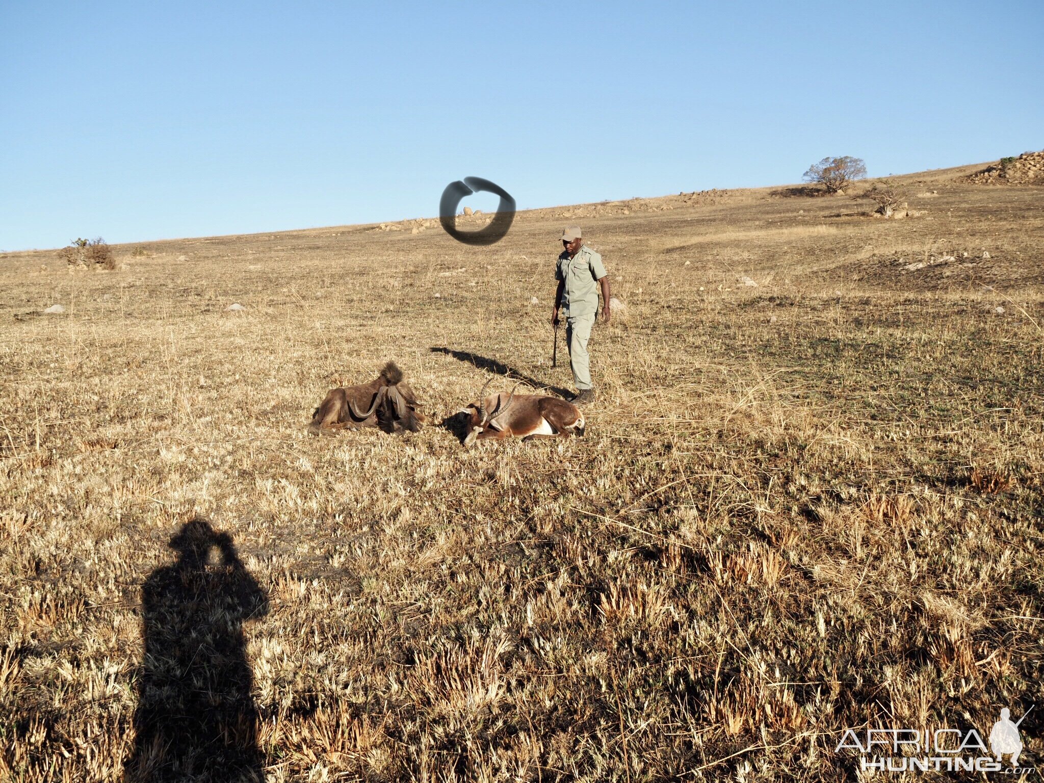 Black Wildebeest & Blesbok Hunting South Africa