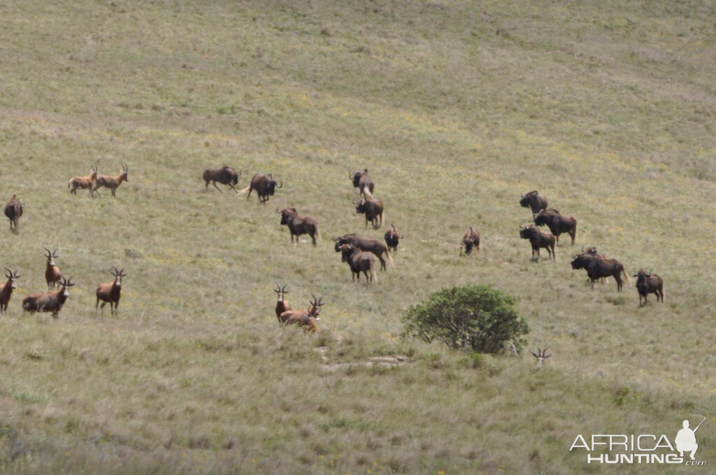 Black Wildebeest & Blesbok South Africa