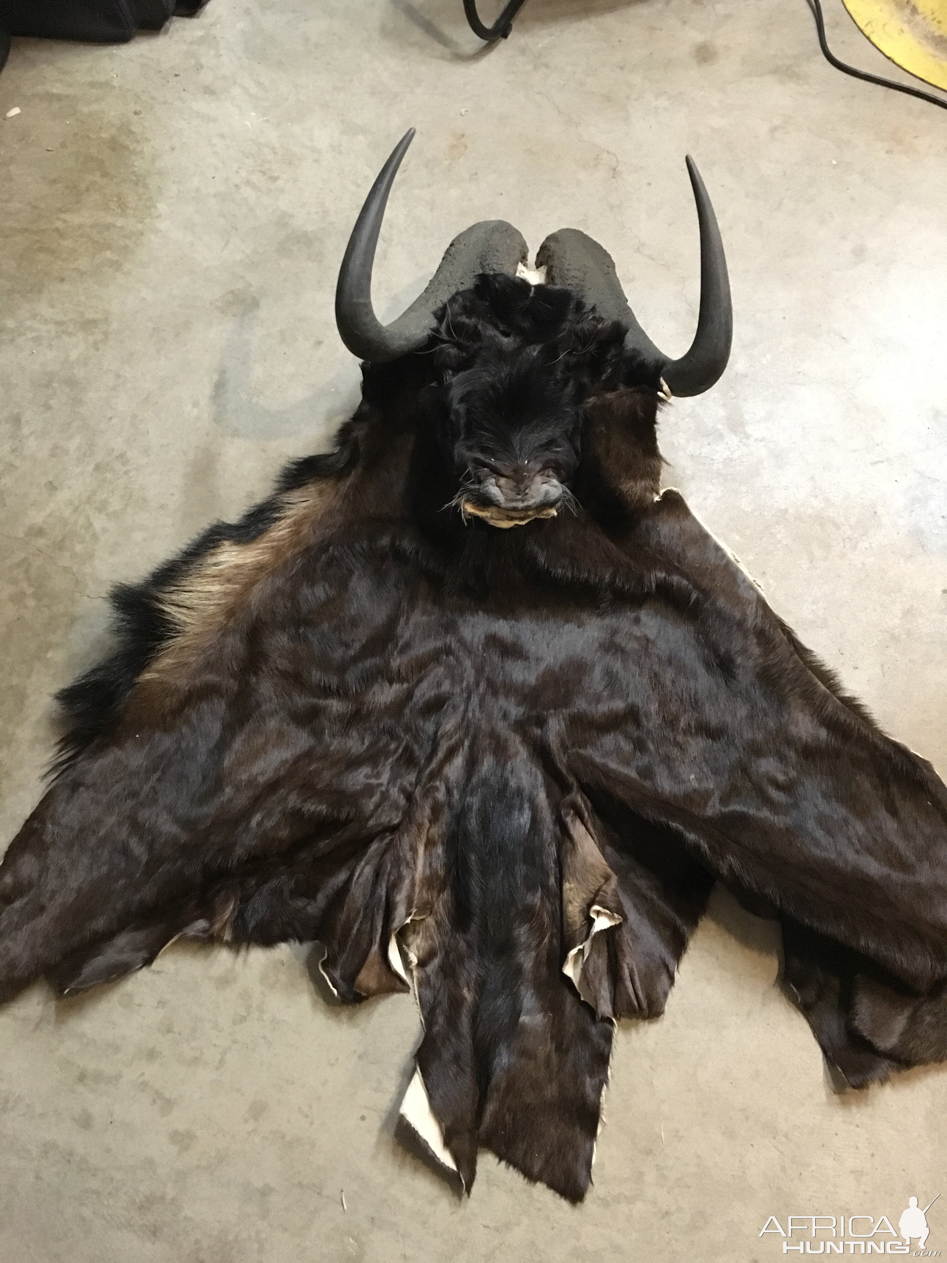 Black Wildebeest Cape & Skull