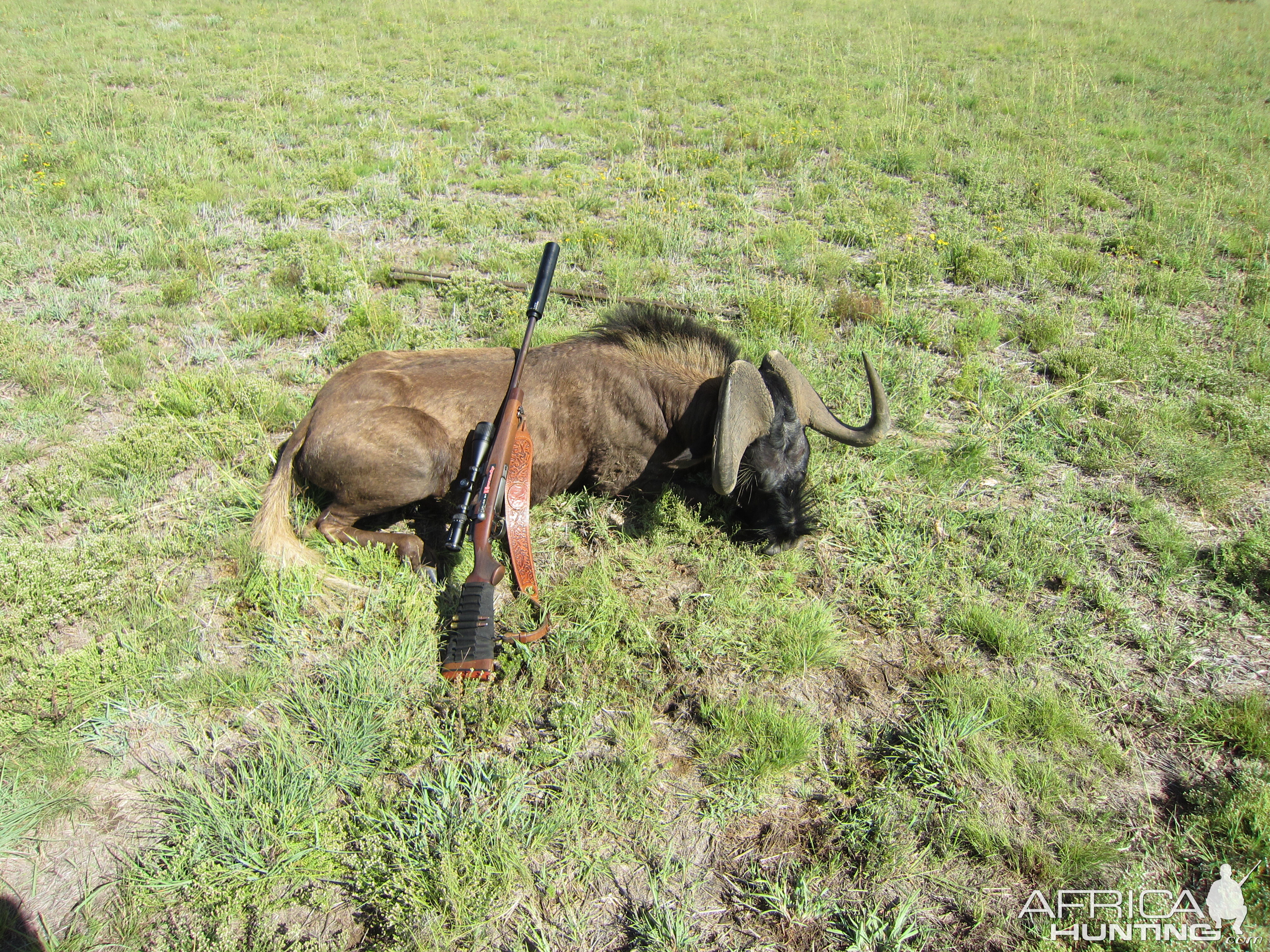 Black Wildebeest Free State