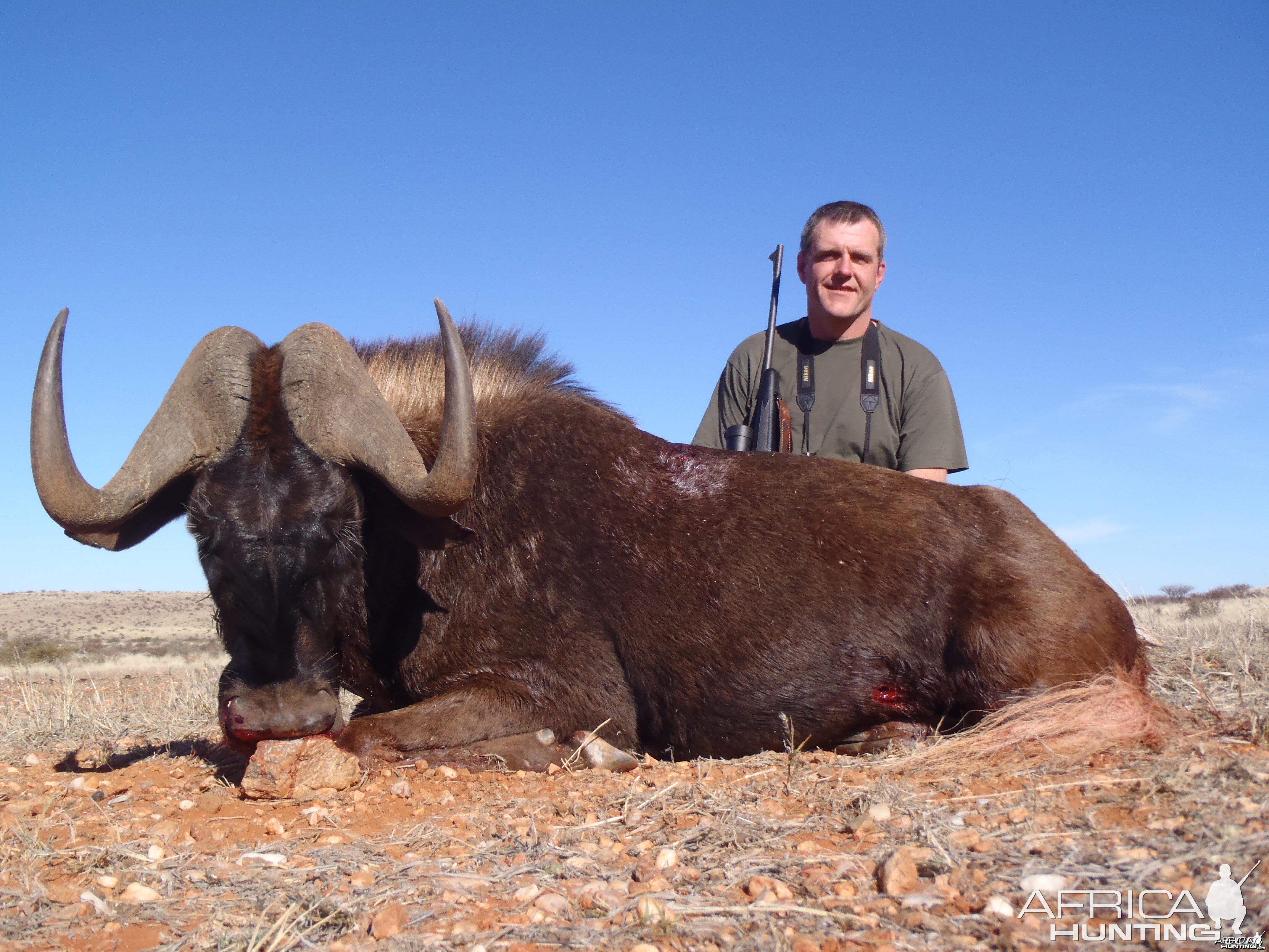 Black wildebeest from Brulpaan (Thuru lodge)