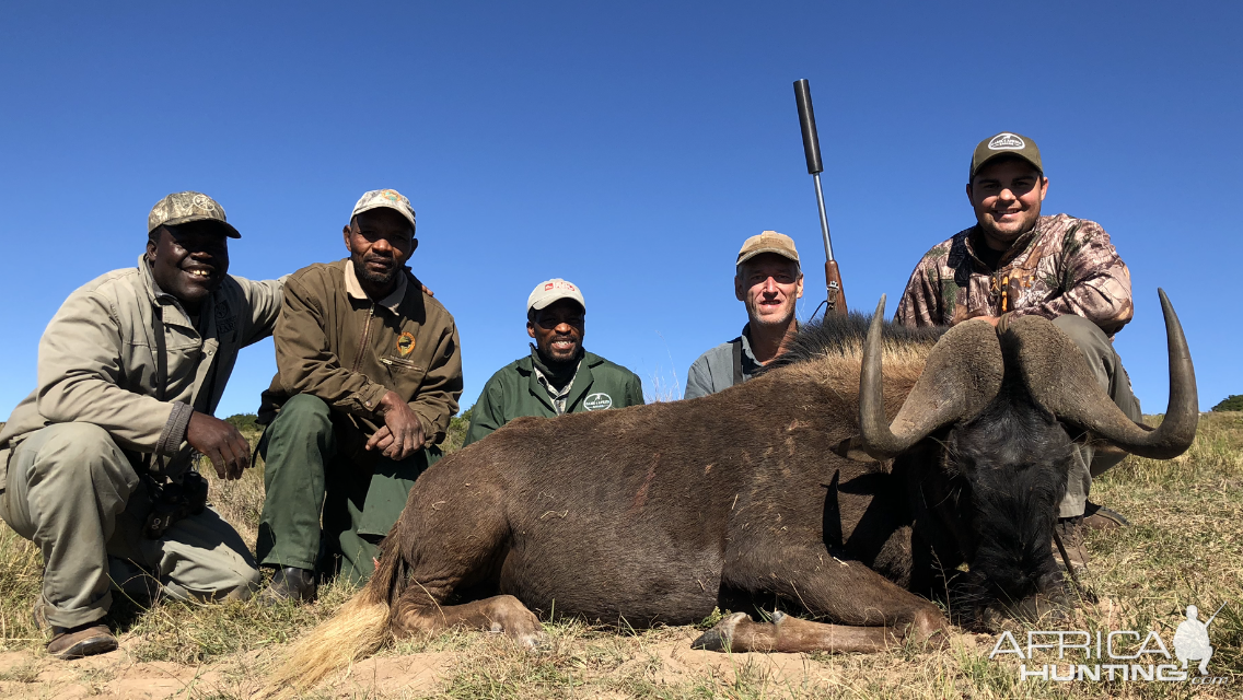 Black Wildebeest Hunt  Eastern Cape South Africa