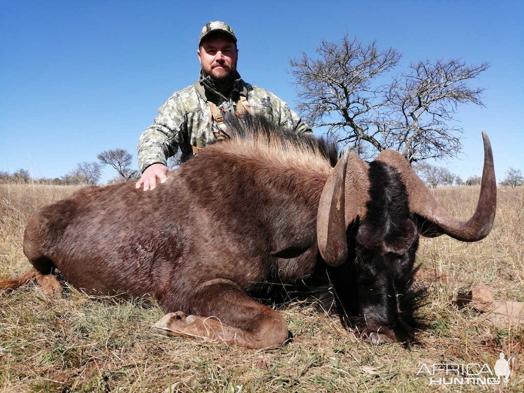 Black Wildebeest Hunt Eastern Cape South Africa