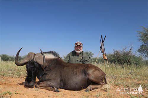 Black Wildebeest Hunt Kalahari Namibia