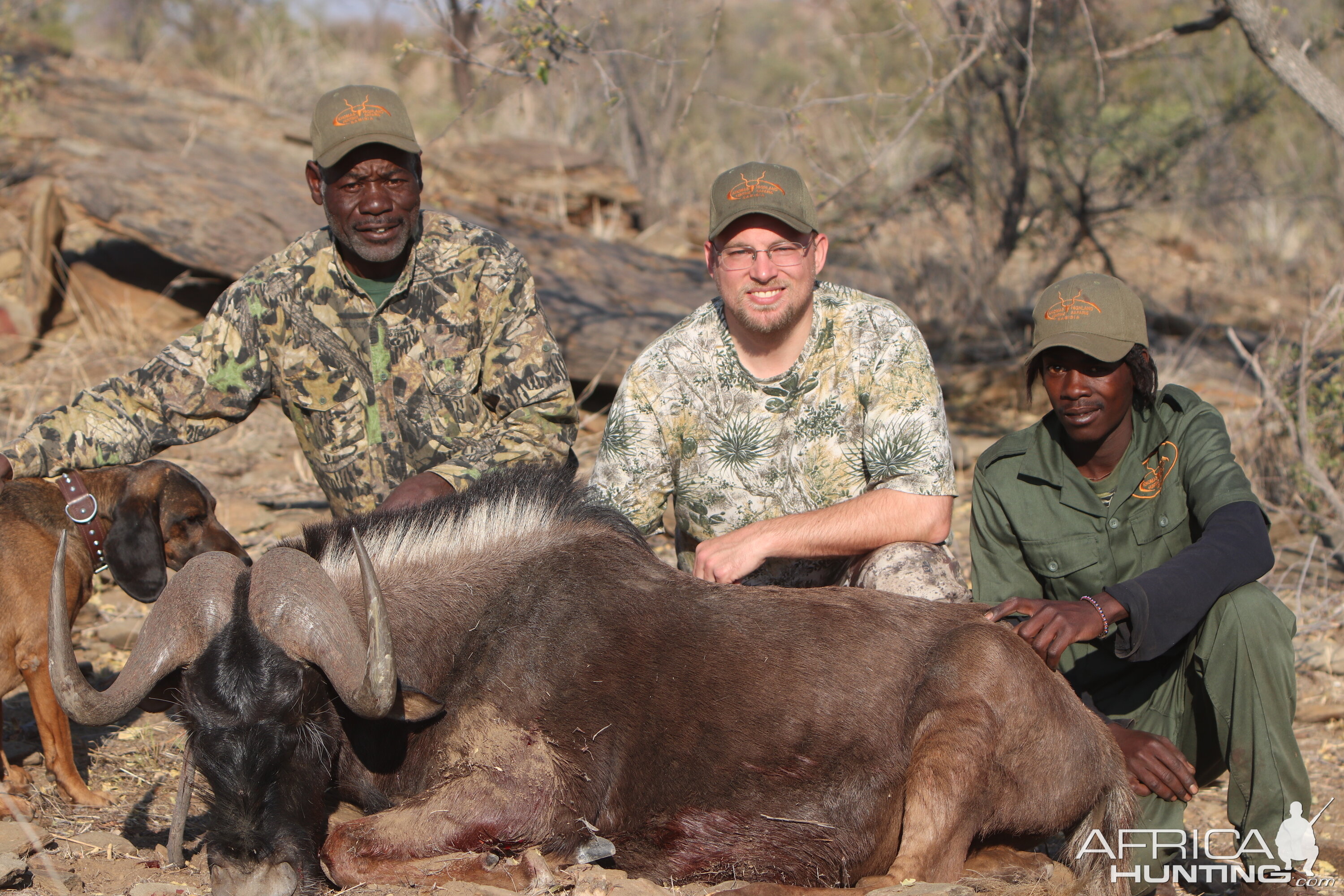 Black Wildebeest Hunt Khomas Highland Namibia