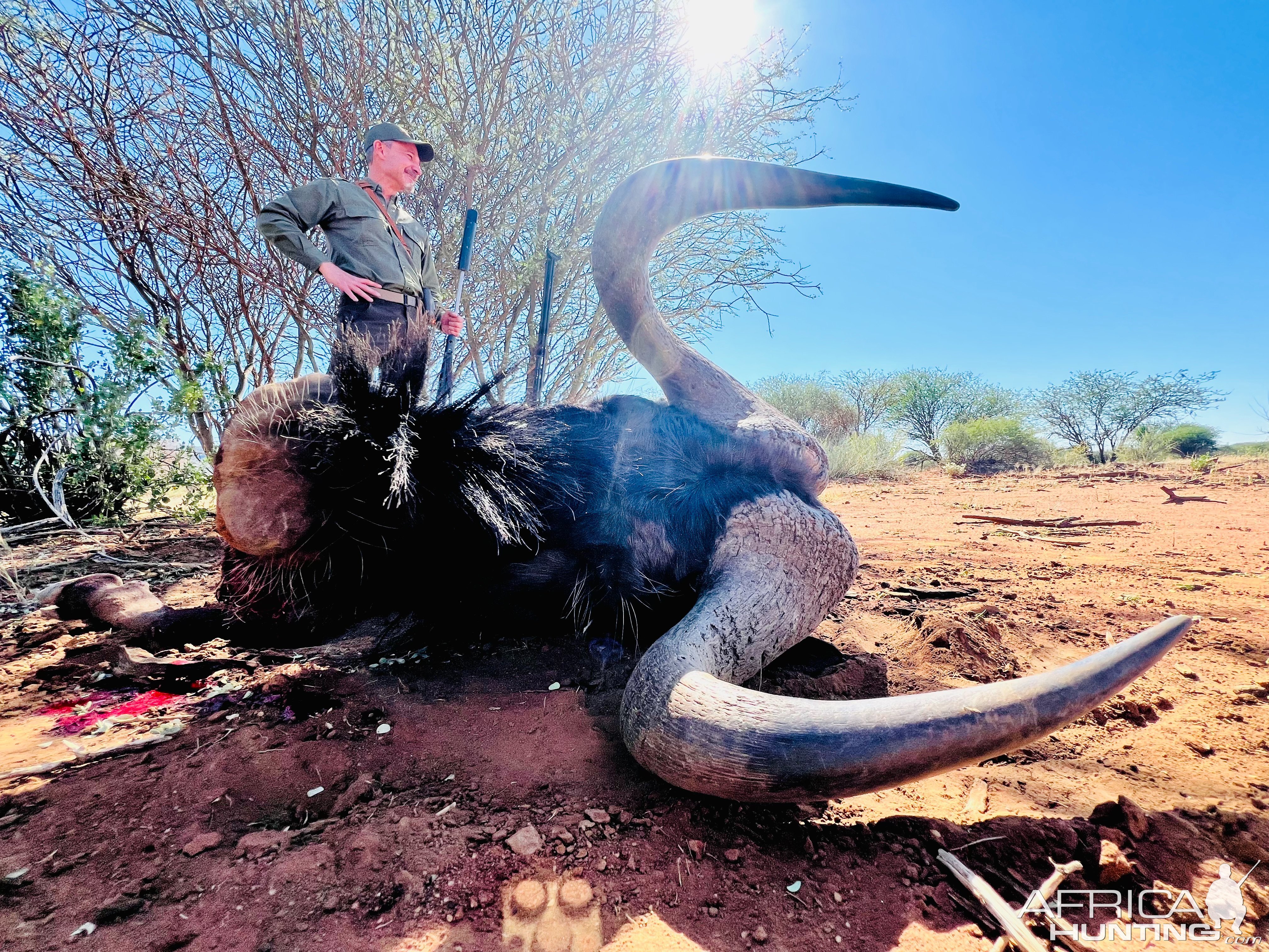 Black Wildebeest Hunt Namibia