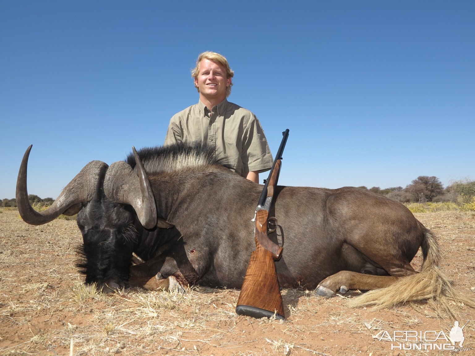 Black Wildebeest Hunt Namibia