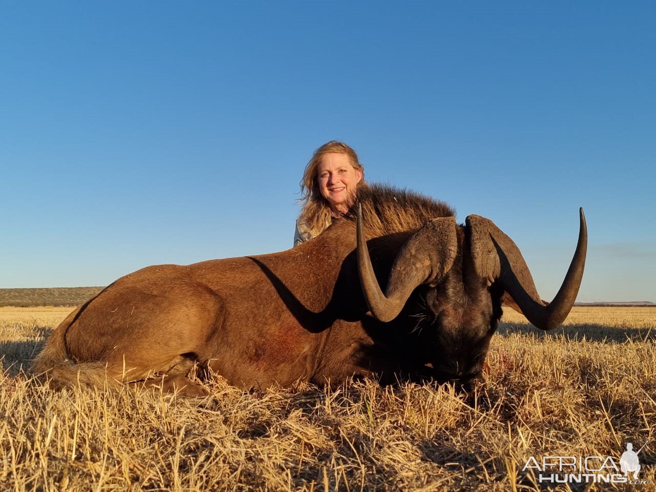 Black Wildebeest Hunt South Africa