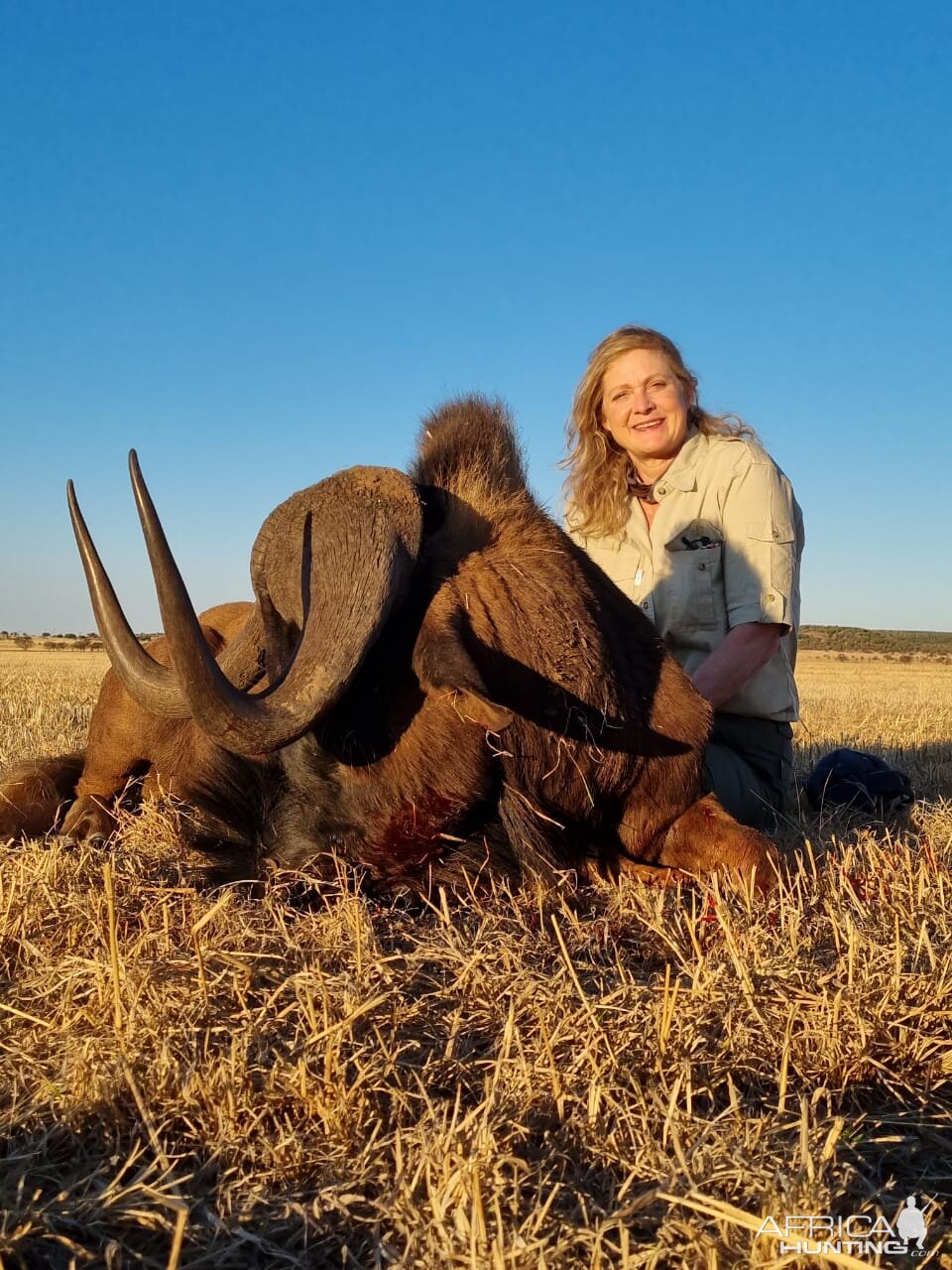 Black Wildebeest Hunt South Africa