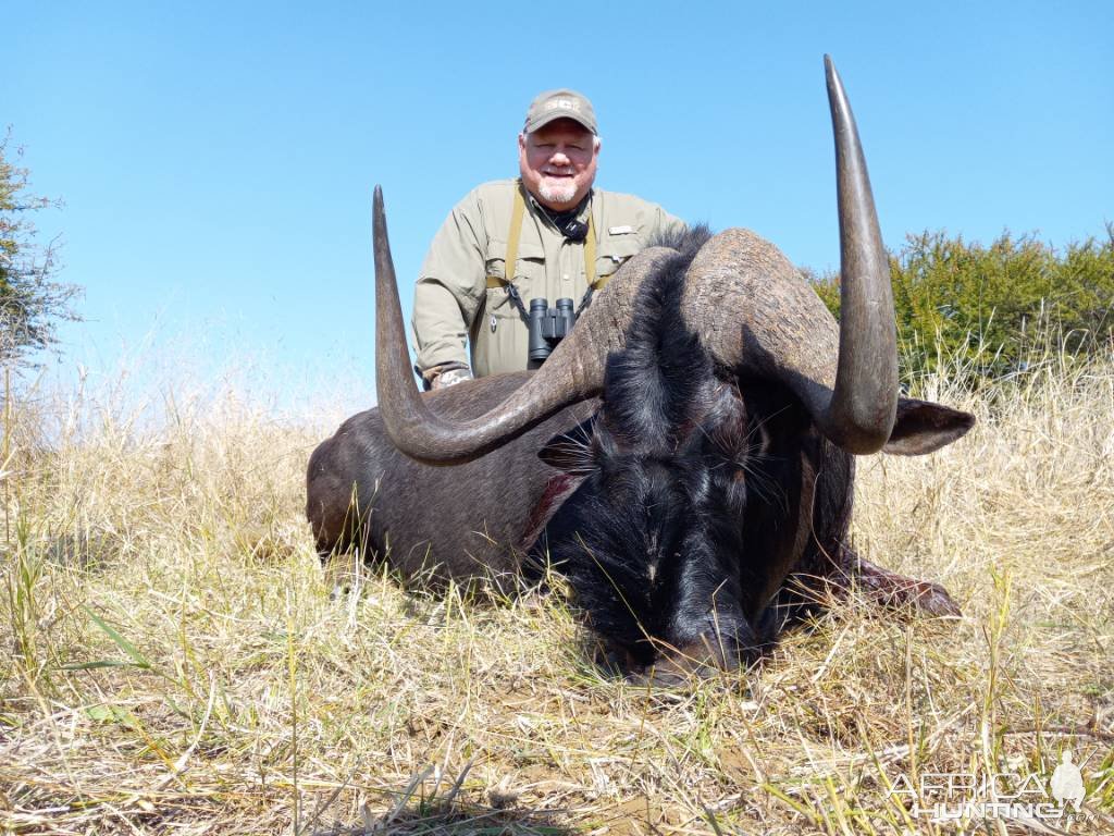 Black Wildebeest Hunt South Africa