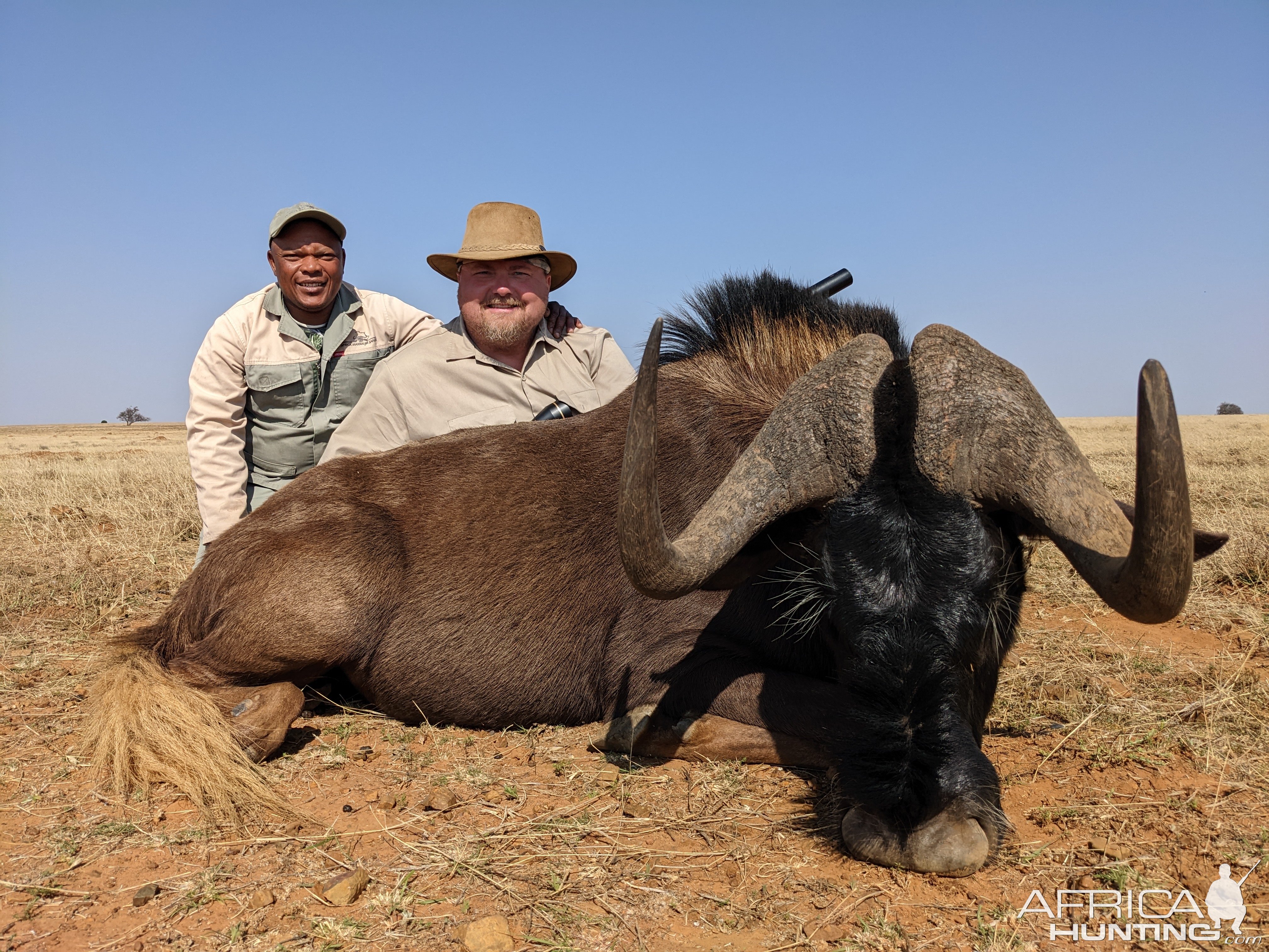 Black Wildebeest Hunting South Africa