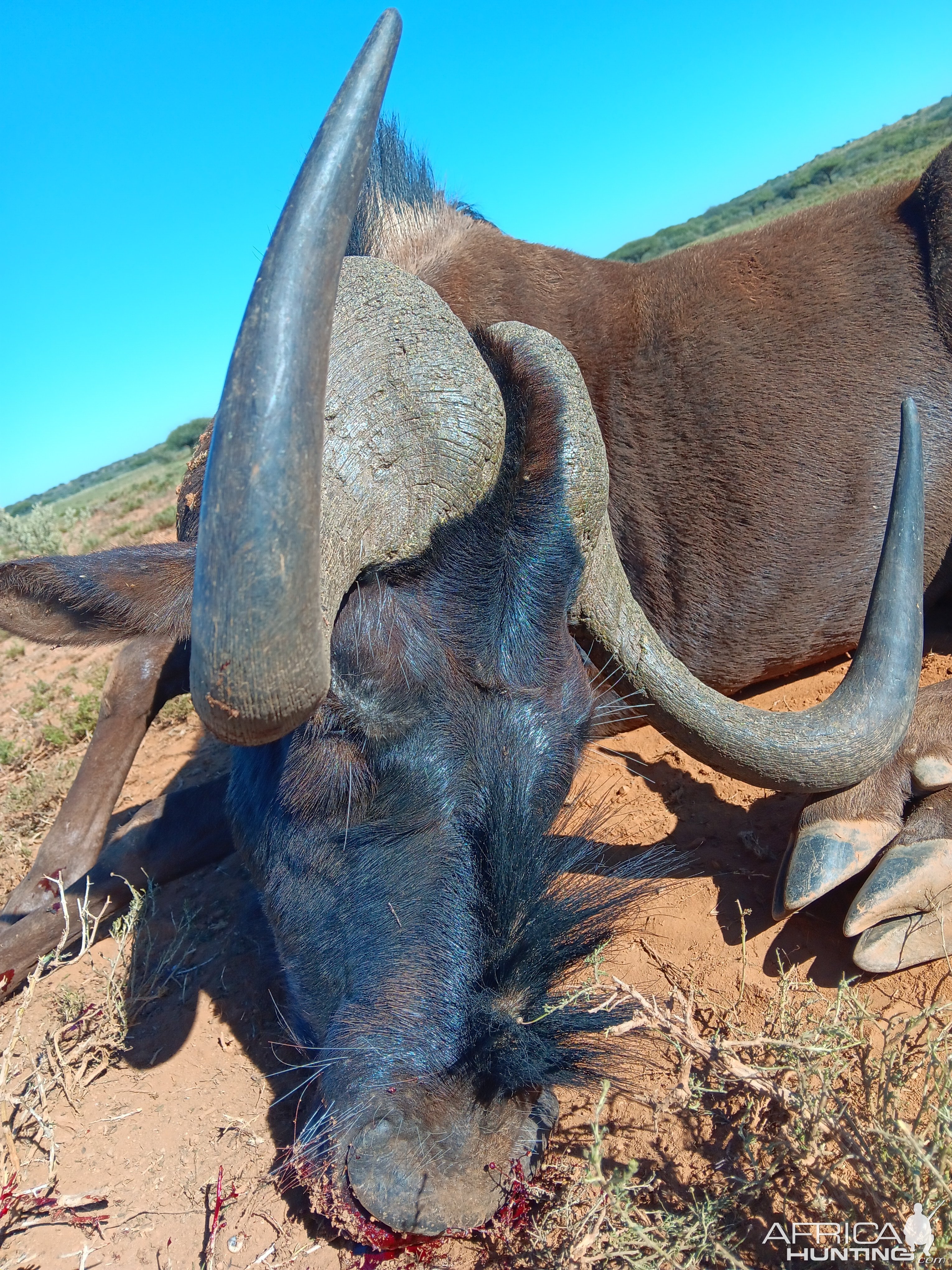 Black Wildebeest Hunting South Africa