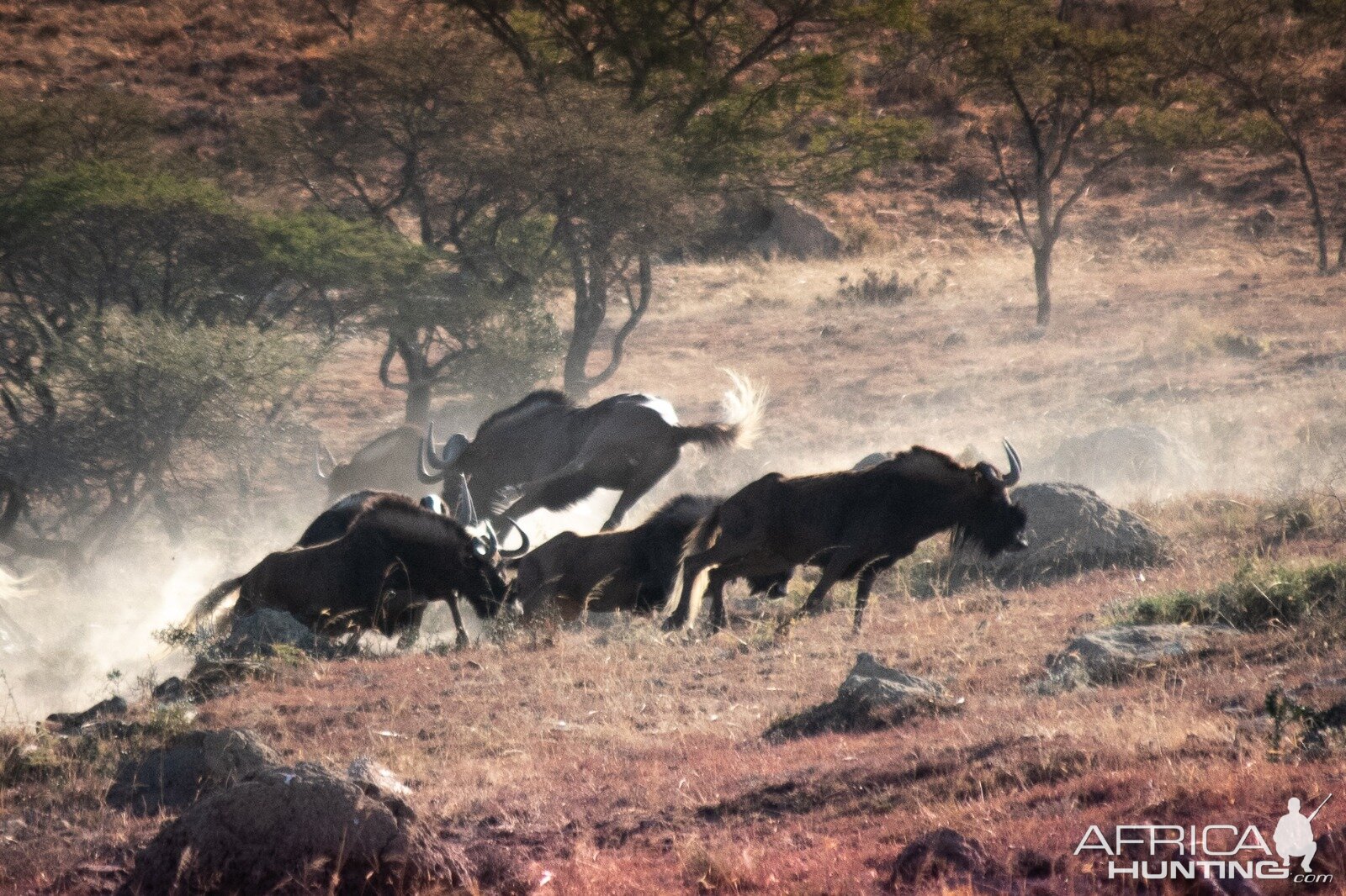 Black Wildebeest Hunting South Africa