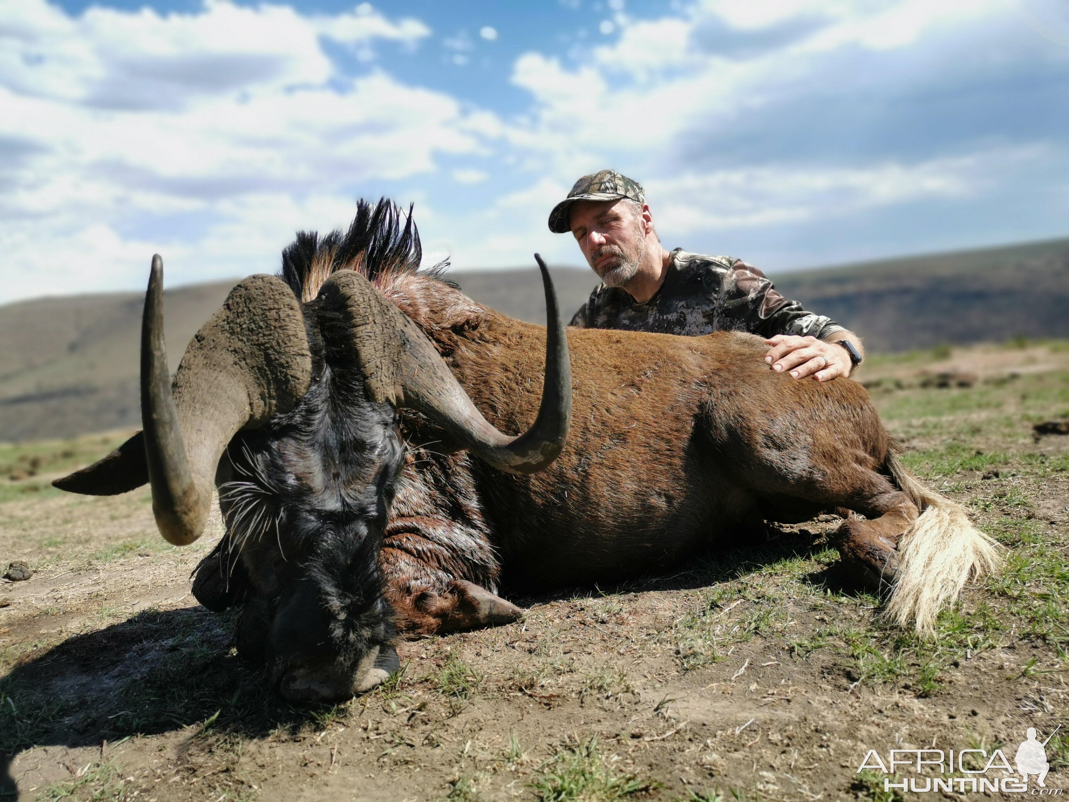 Black Wildebeest Hunting South Africa