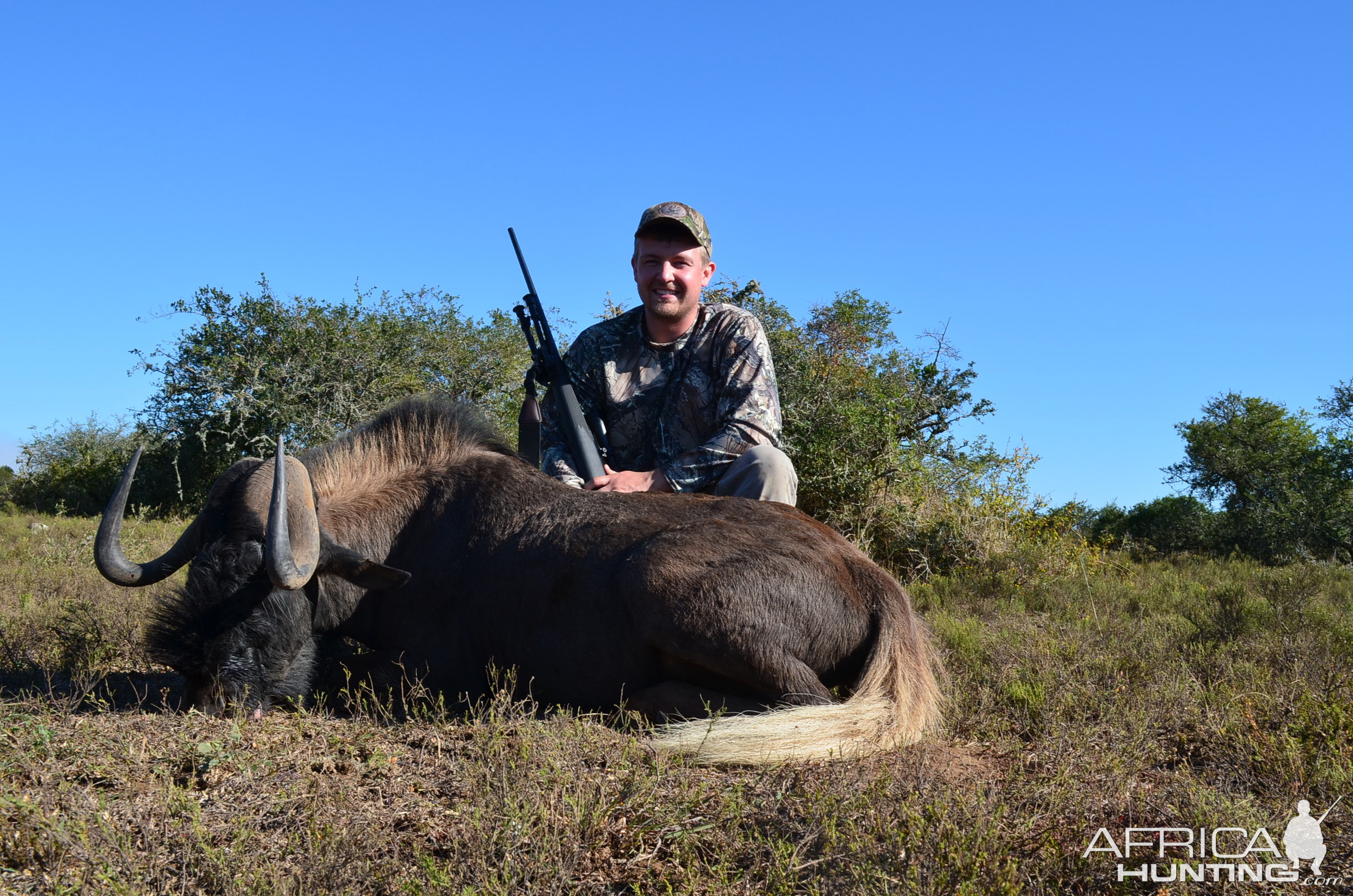 Black Wildebeest KMG Hunting Safaris