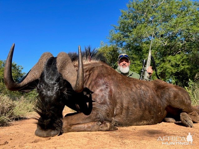 Black Wildebeest, Limpopo SA