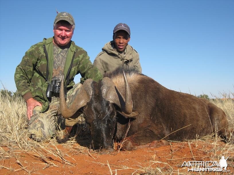 Black Wildebeest Namibia