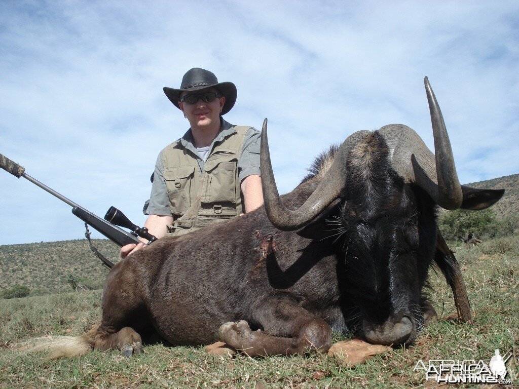 Black Wildebeest (SCI Bronze Medal)