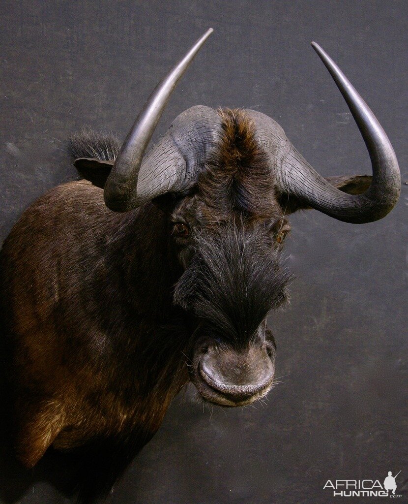 Black Wildebeest Shoulder Mount Taxidermy Close Up