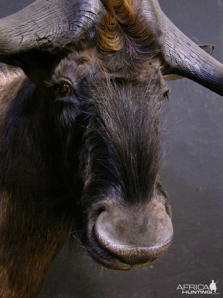 Black Wildebeest Shoulder Mount Taxidermy Close Up