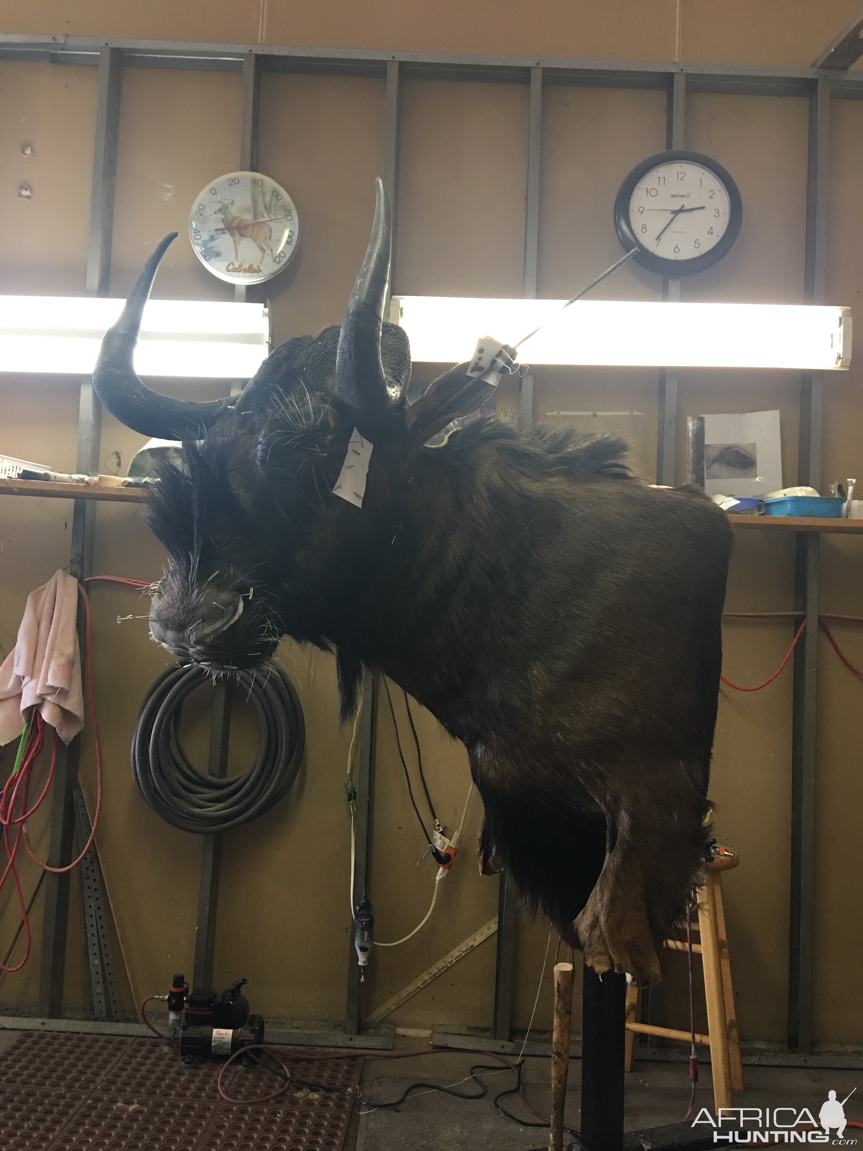 Black Wildebeest Shoulder Mount Taxidermy Progress