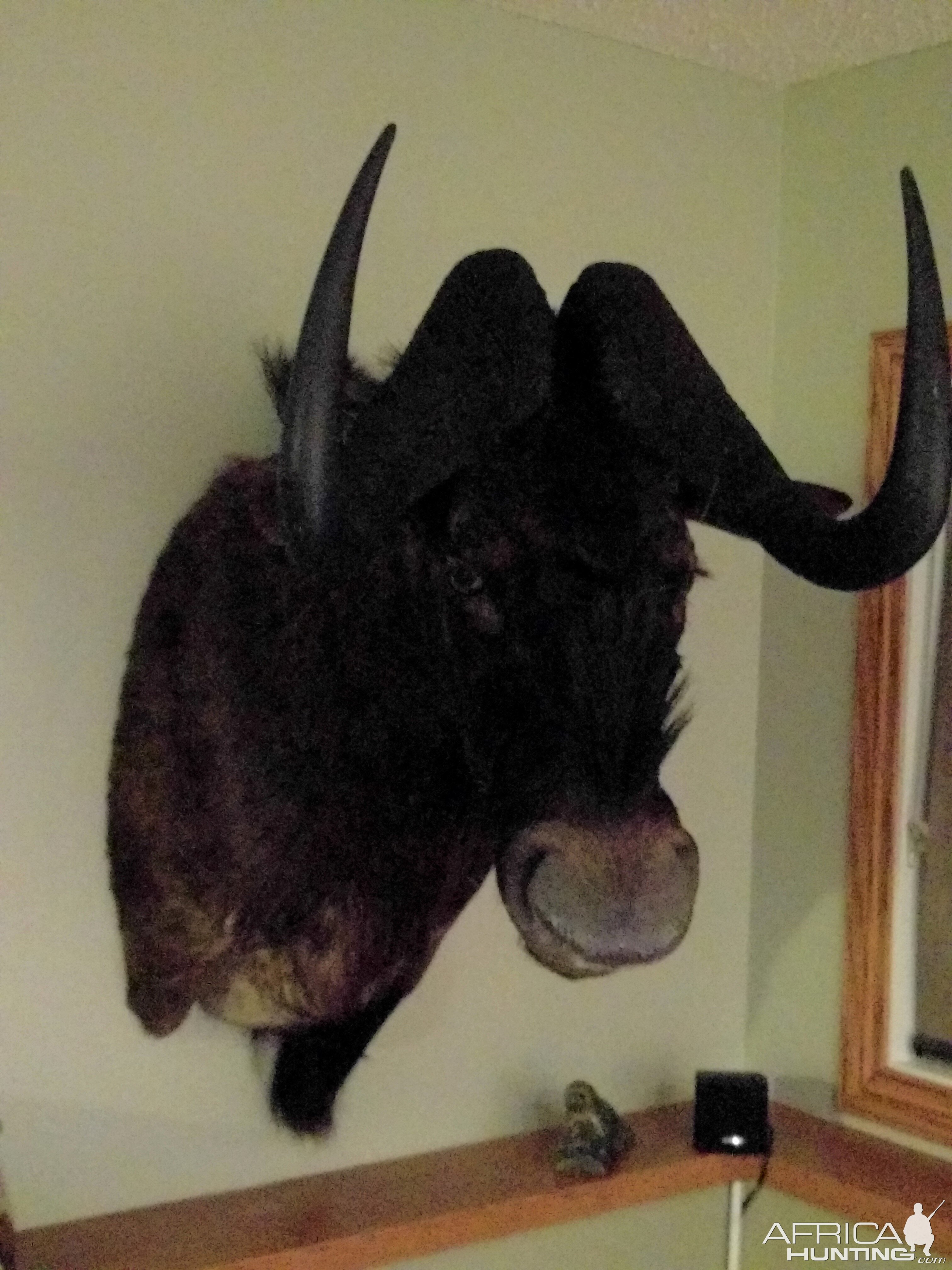 Black Wildebeest Shoulder Mount Taxidermy