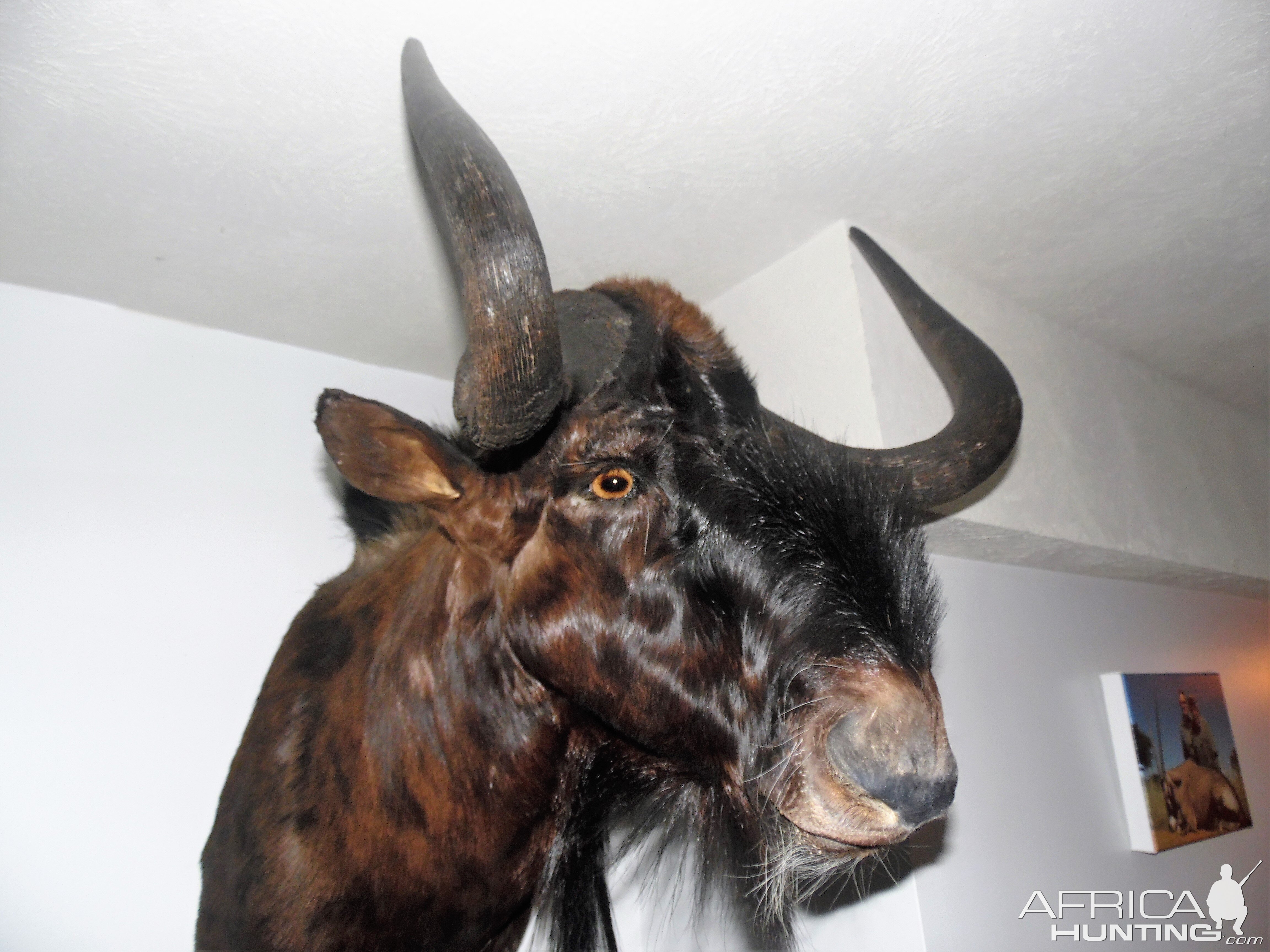 Black Wildebeest Shoulder Mount Taxidermy