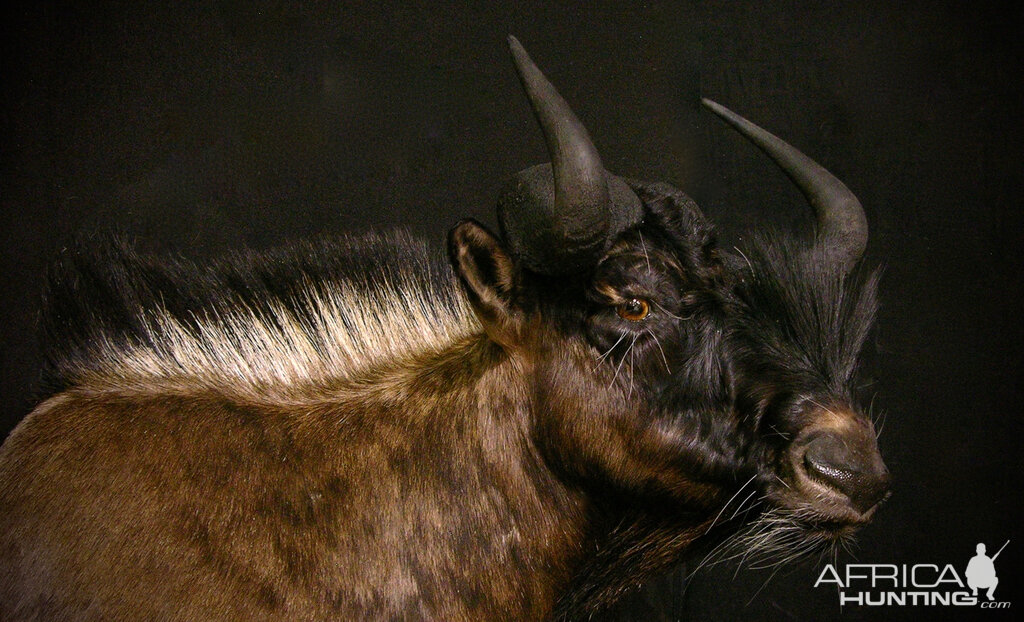 Black Wildebeest Shoulder Mount Taxidermy