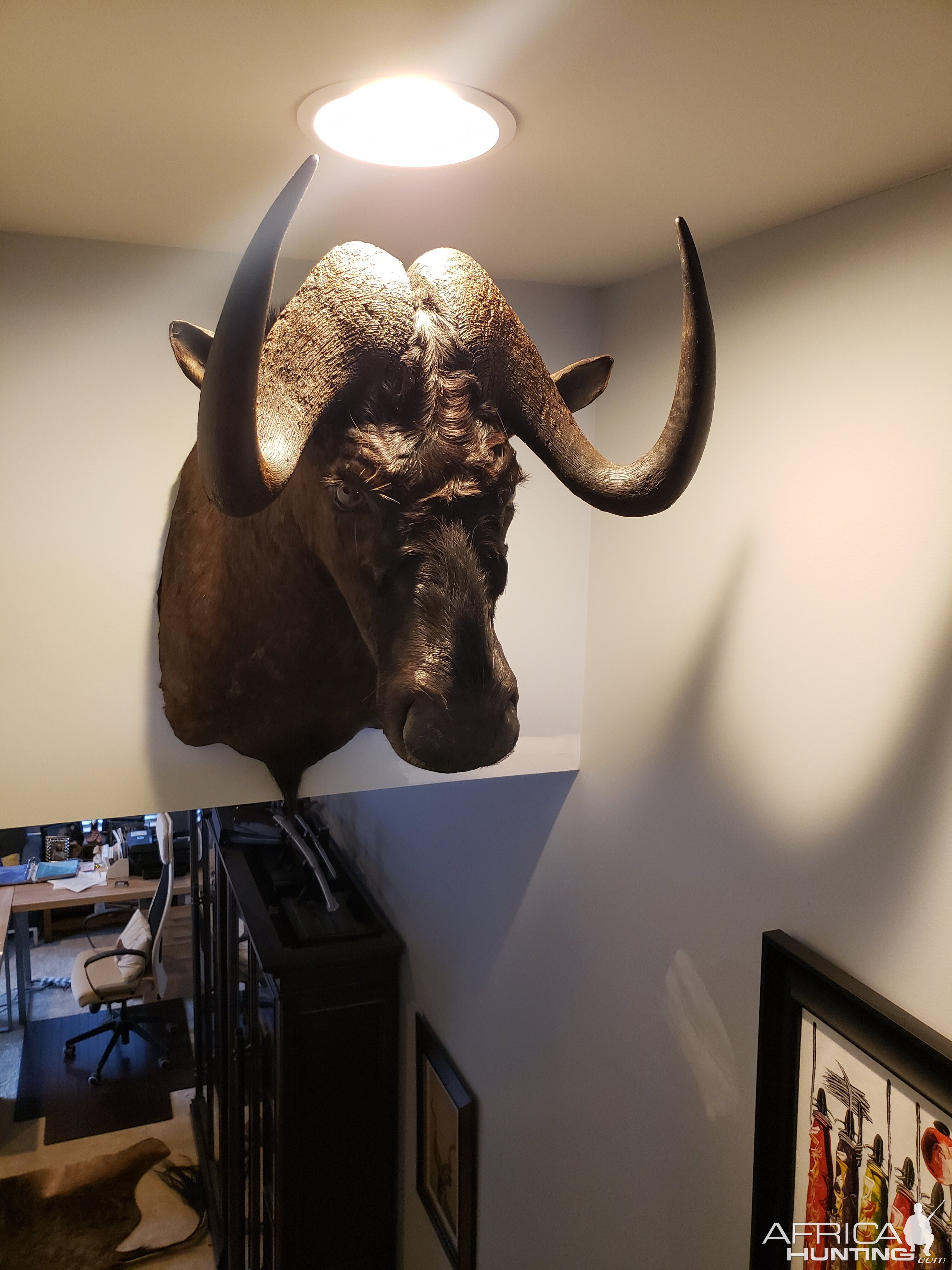 Black Wildebeest Shoulder Mount Taxidermy