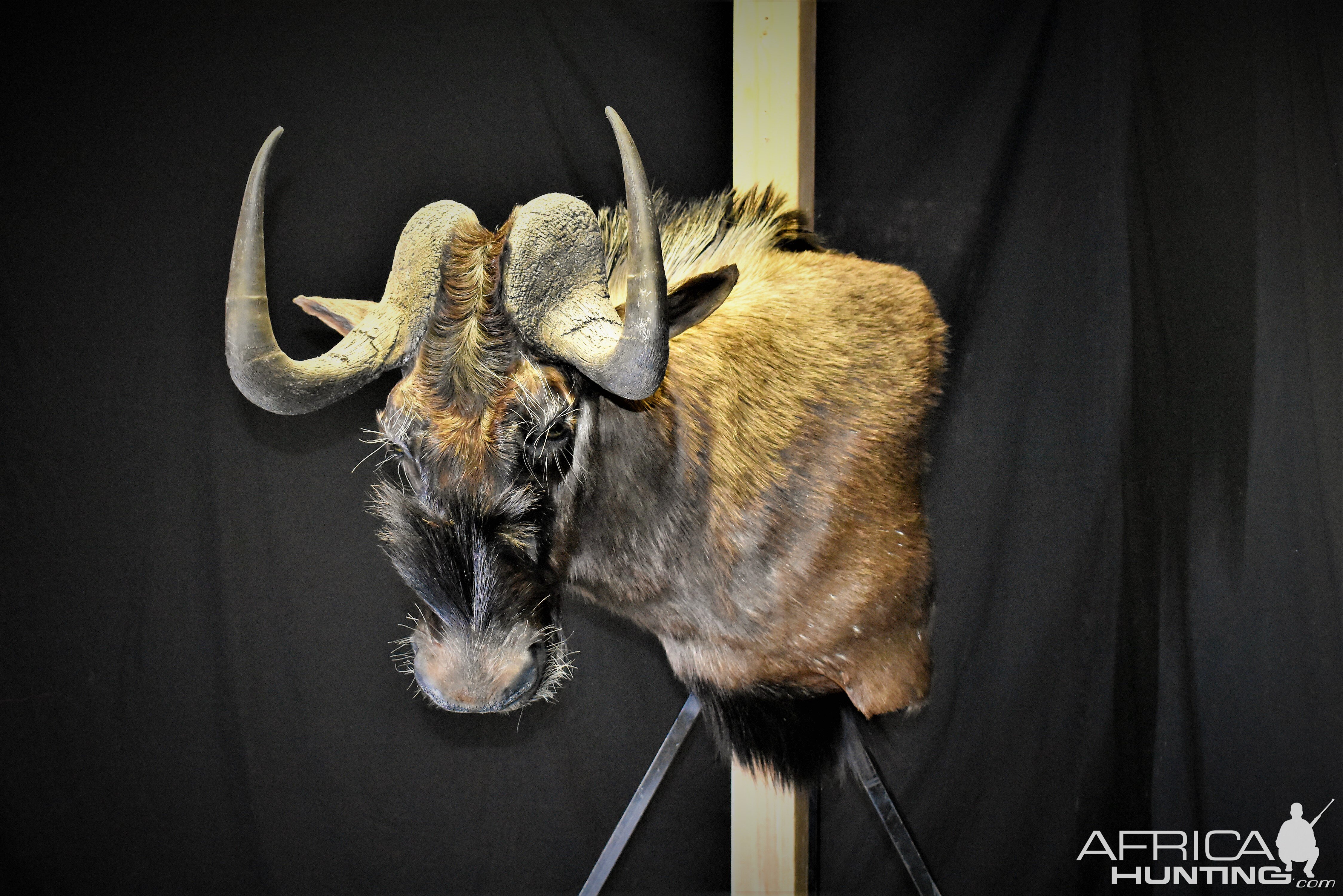 Black Wildebeest Shoulder Mount Taxidermy